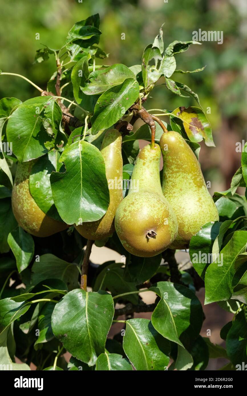 Pyrus communis 'Konferenz'. Pear „Konferenz“. Dessertbirne. Essen Birnen wachsen auf einem Baum Stockfoto