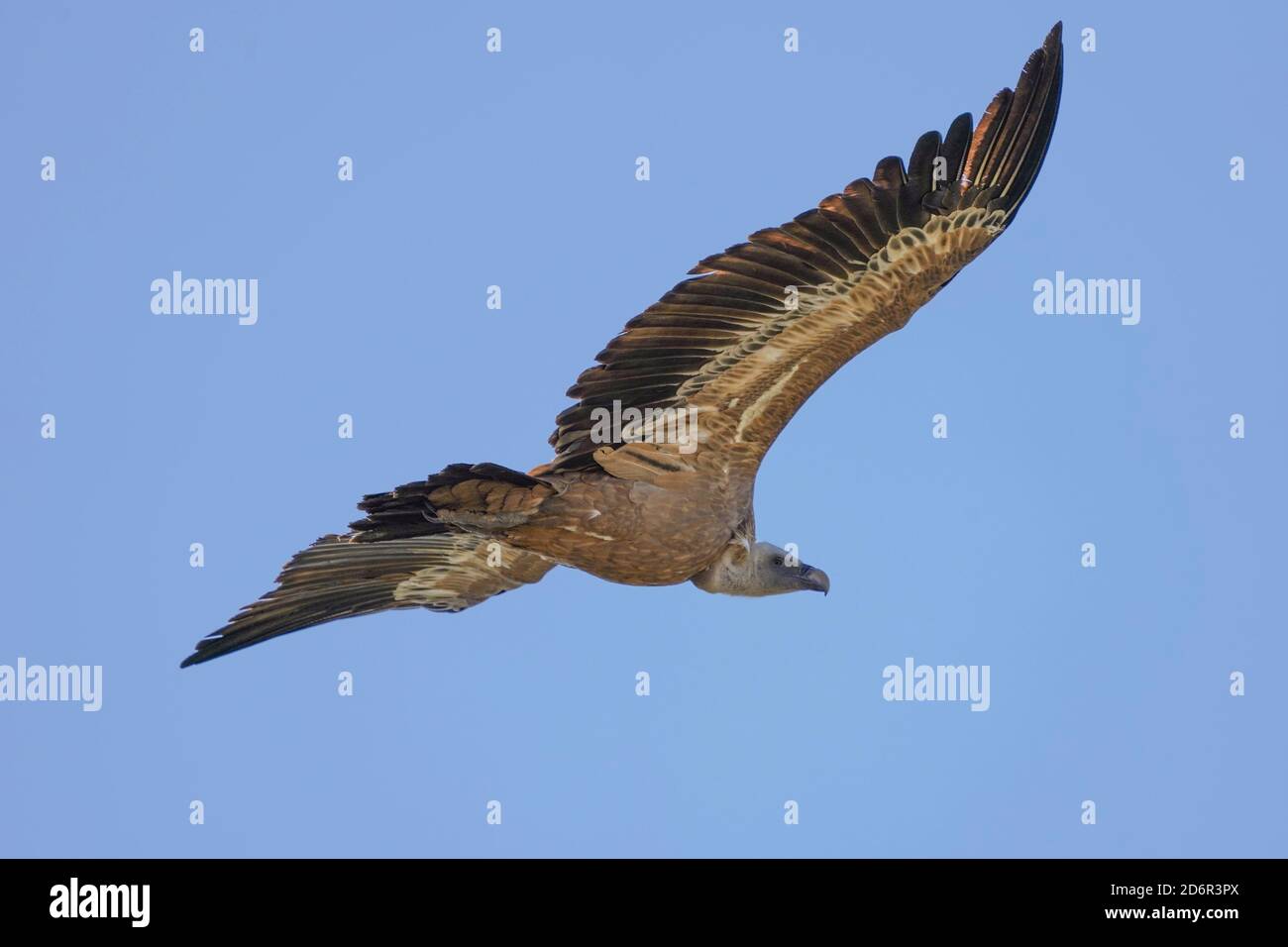 Greifgeier (gyps fulvus) fliegen, Geier fliegen, über Land fliegen, Los Barrios, Spanien. Stockfoto