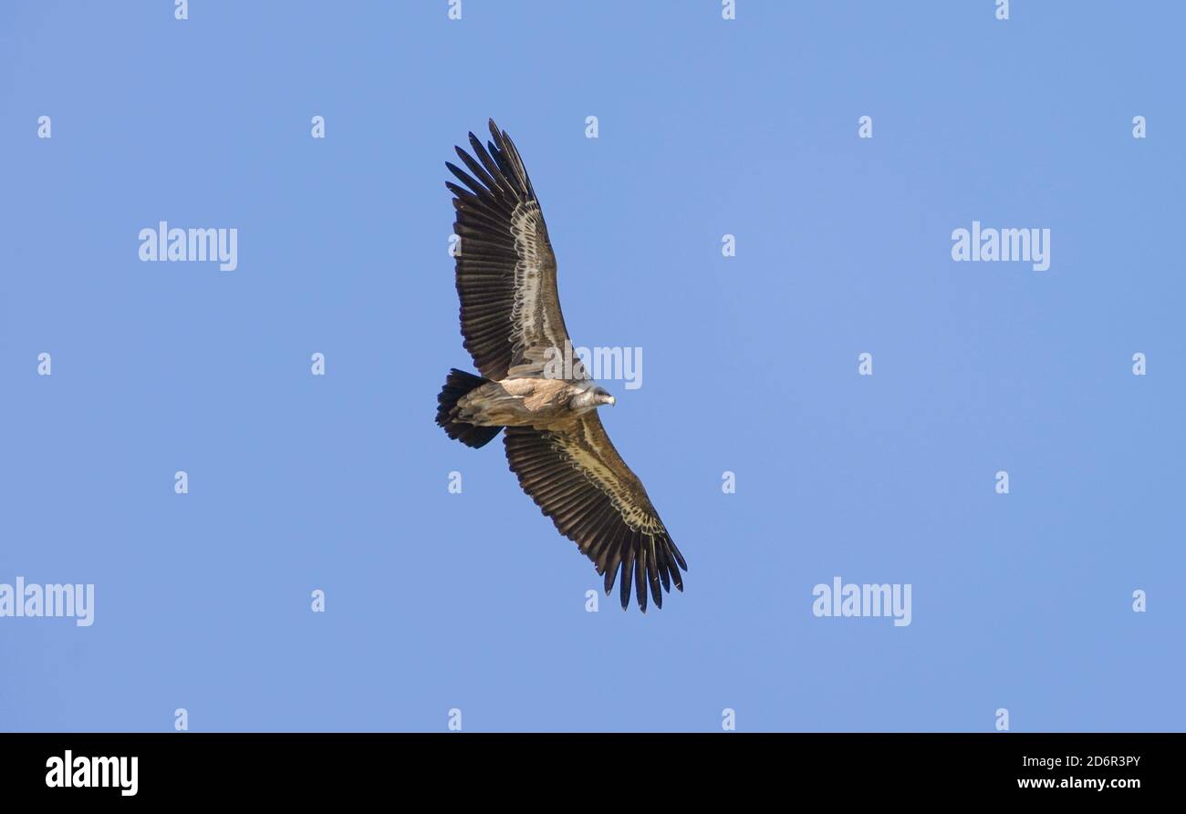 Greifgeier (gyps fulvus) fliegen, Geier fliegen, über Land fliegen, Los Barrios, Spanien. Stockfoto
