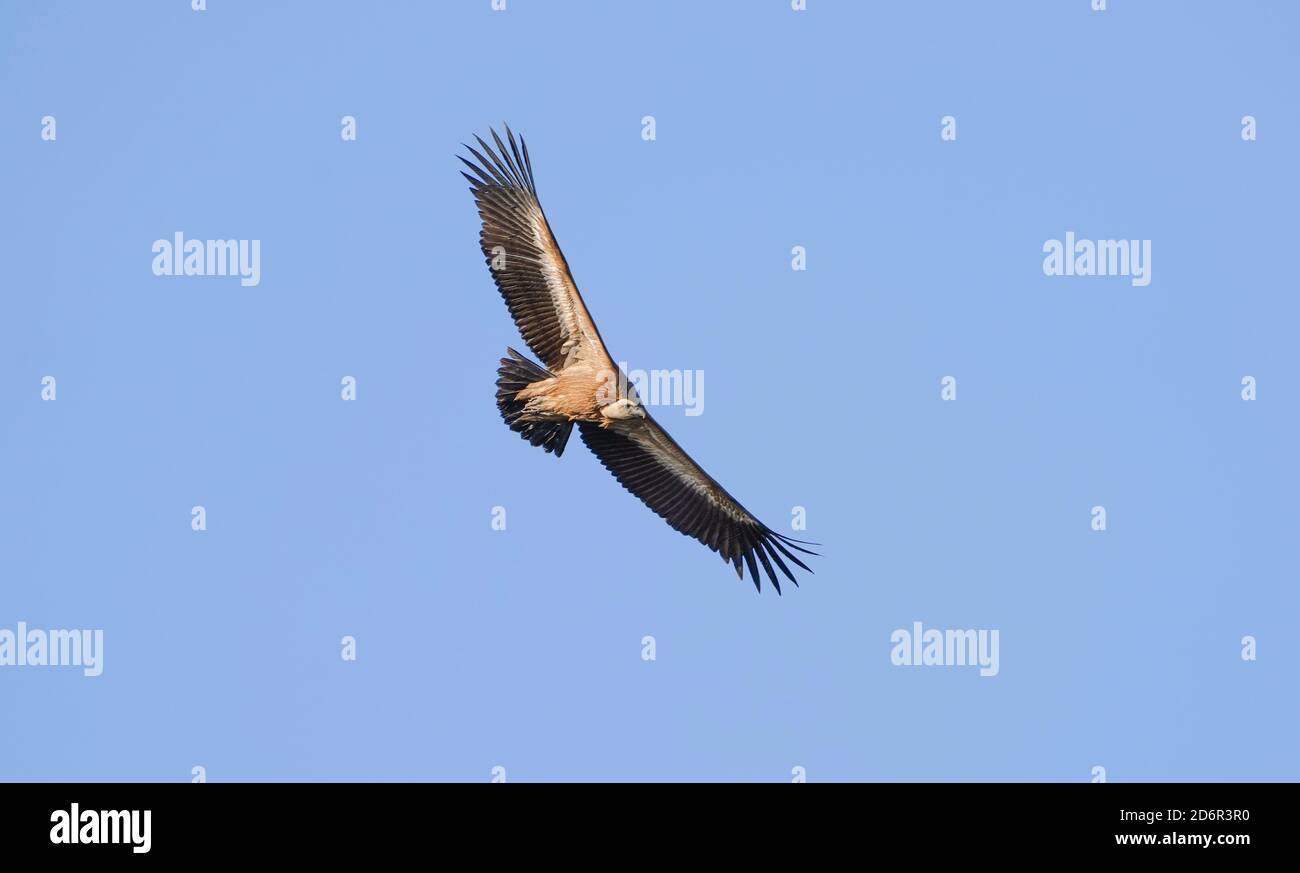 Greifgeier (gyps fulvus) fliegen, Geier fliegen, über Land fliegen, Los Barrios, Spanien. Stockfoto