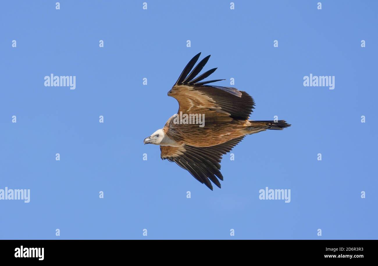 Greifgeier (gyps fulvus) fliegen, Geier fliegen, über Land fliegen, Los Barrios, Spanien. Stockfoto