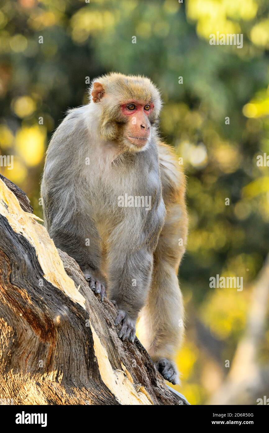 Rhesus Macaque, Macaca mulatta, Erwachsener Männchen im Wald in Pashupatinath, Kathmandu, Nepal Stockfoto