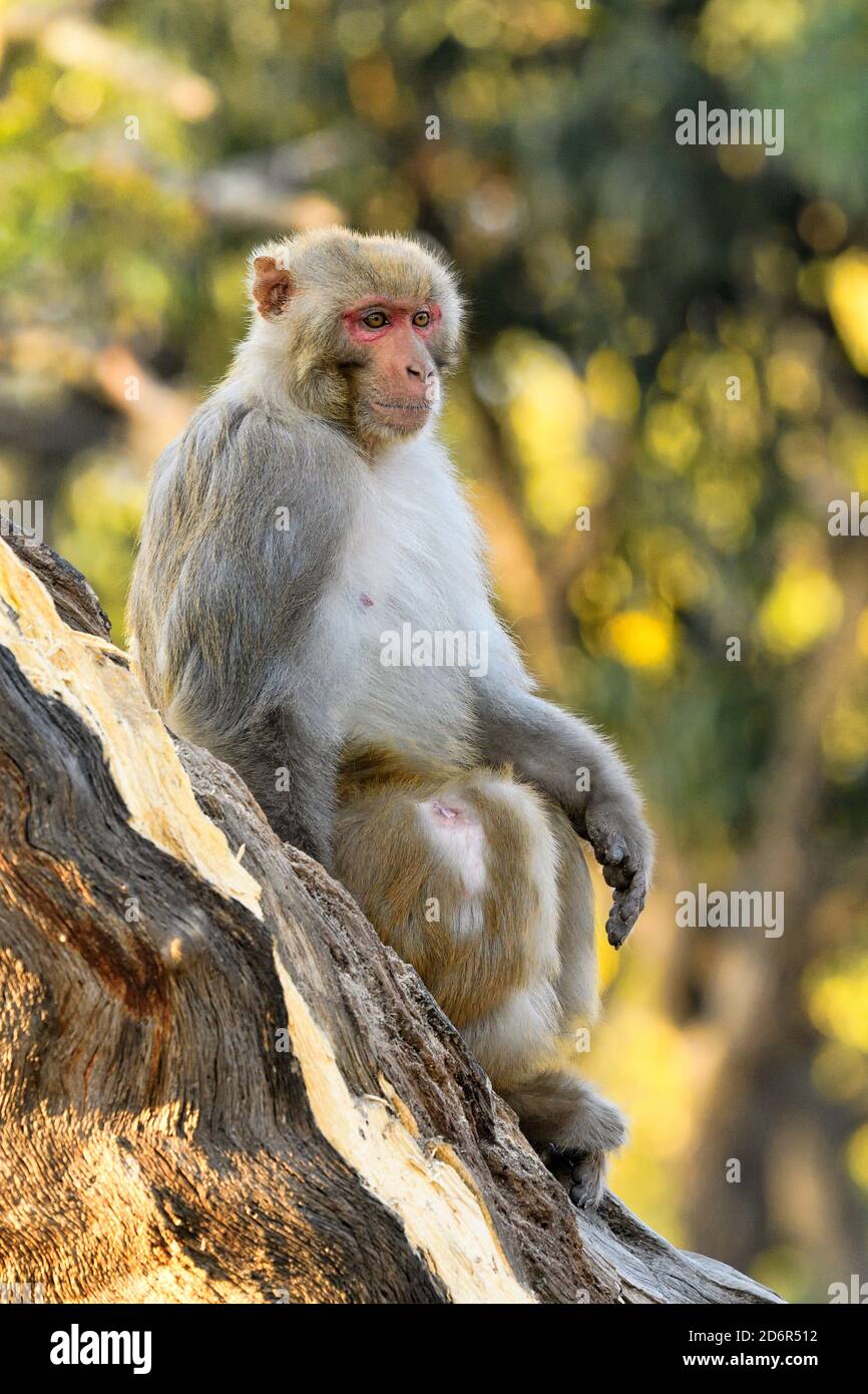 Rhesus Macaque, Macaca mulatta, Erwachsener Männchen im Wald in Pashupatinath, Kathmandu, Nepal Stockfoto