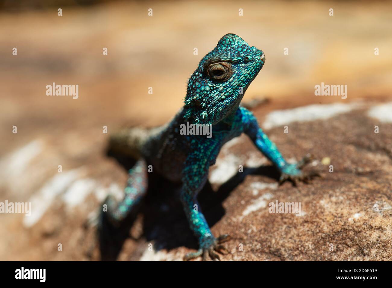 Südliche Kap Agama Lizard auf Felsen im Jonkershoek Naturschutzgebiet, Stellenbosch Stockfoto