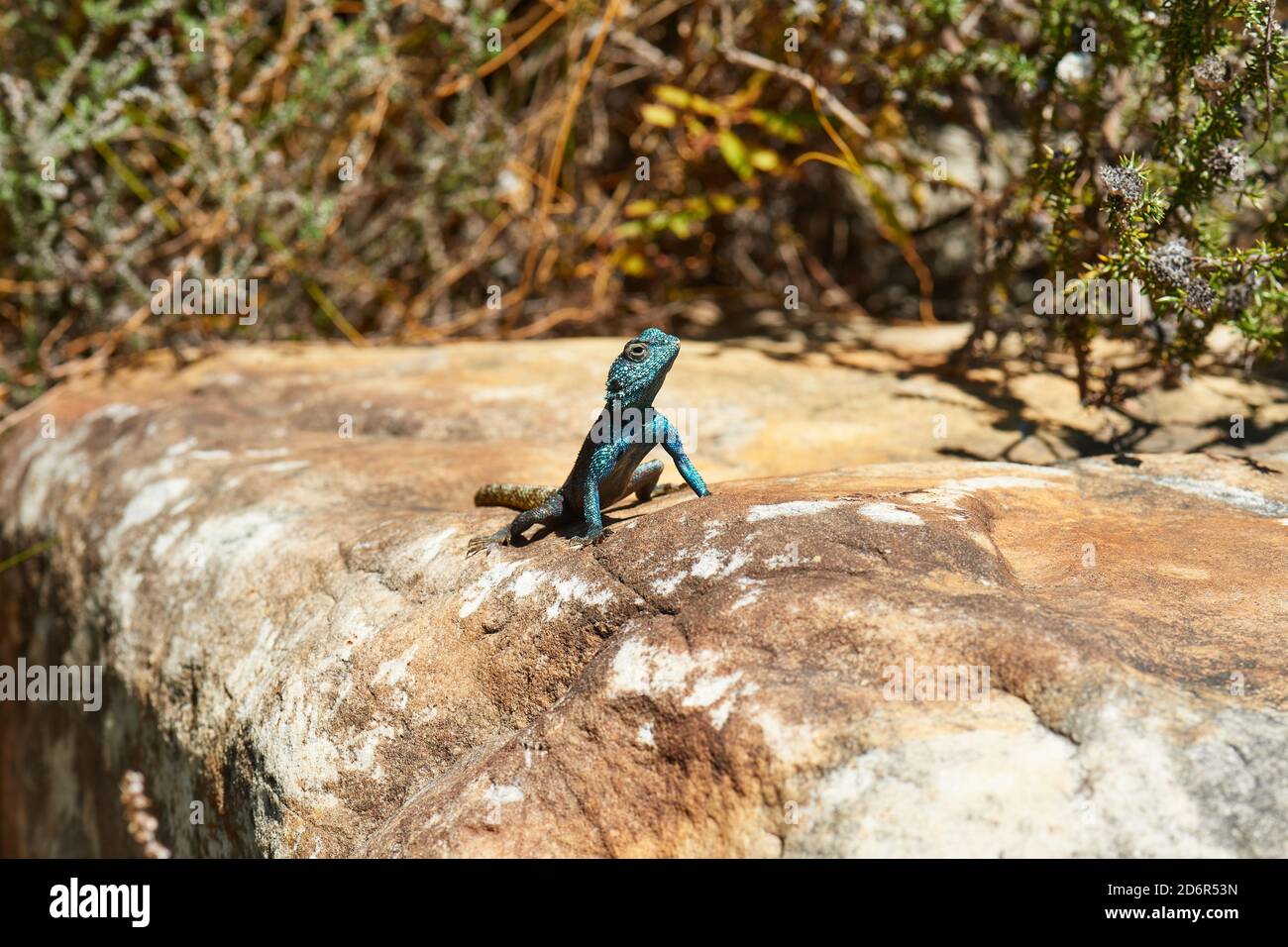 Südliche Kap Agama Lizard auf Felsen im Jonkershoek Naturschutzgebiet, Stellenbosch Stockfoto