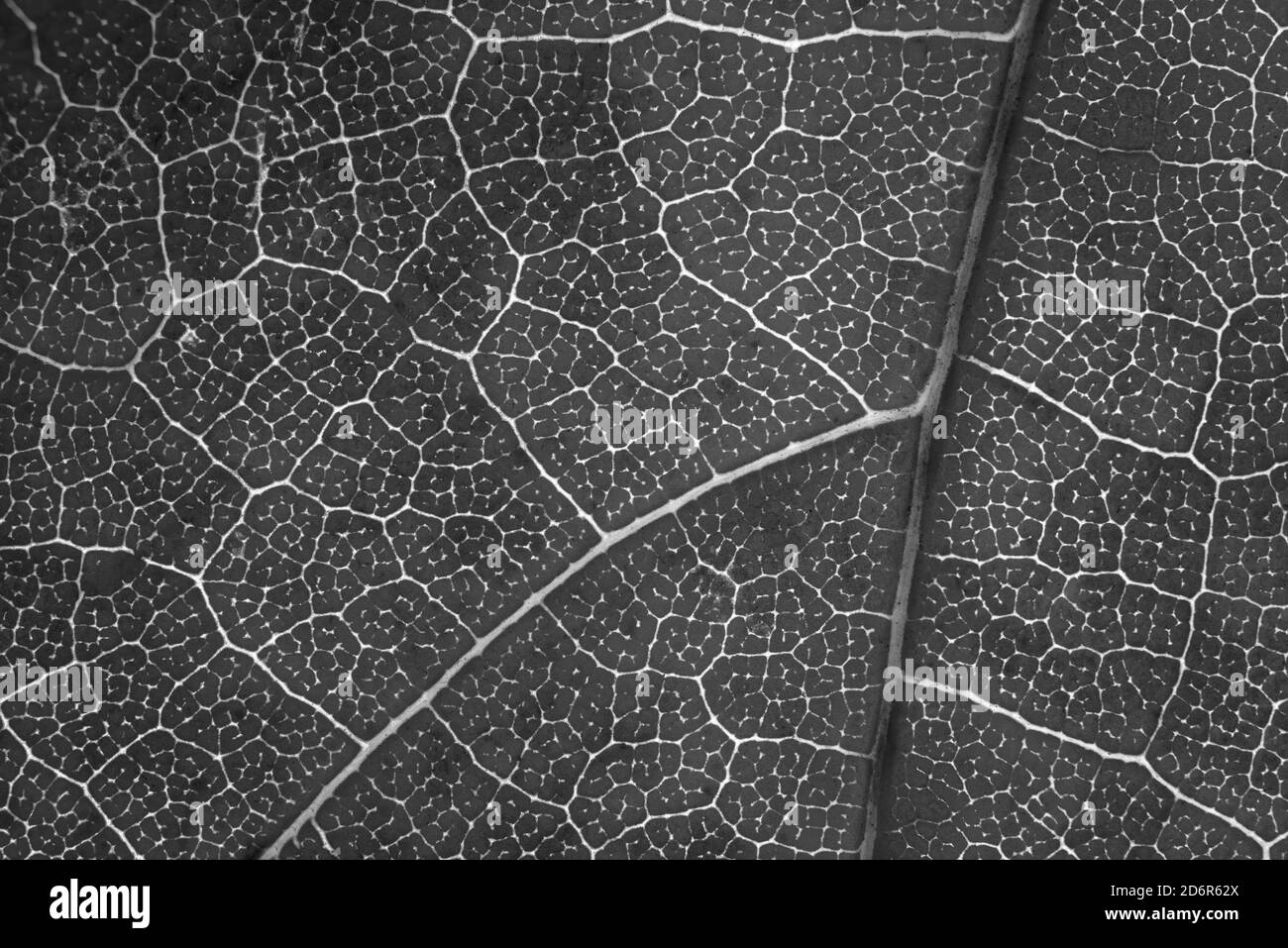 Hintergrund von schwarzen und weißen Blatt Textur, Nahaufnahme Makrobild Stockfoto