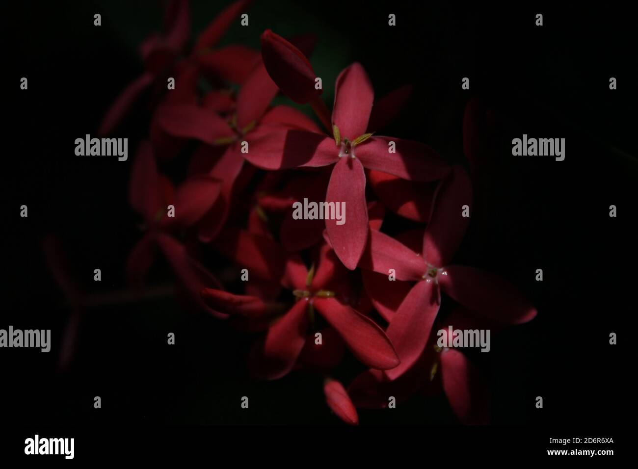 Kleine rote Blüten, mit vier symmetrischen Blütenblättern und einzelnen Blüten, die sich unregelmäßig überlagern, werden in einem Sonnenfleck aga beleuchtet Stockfoto