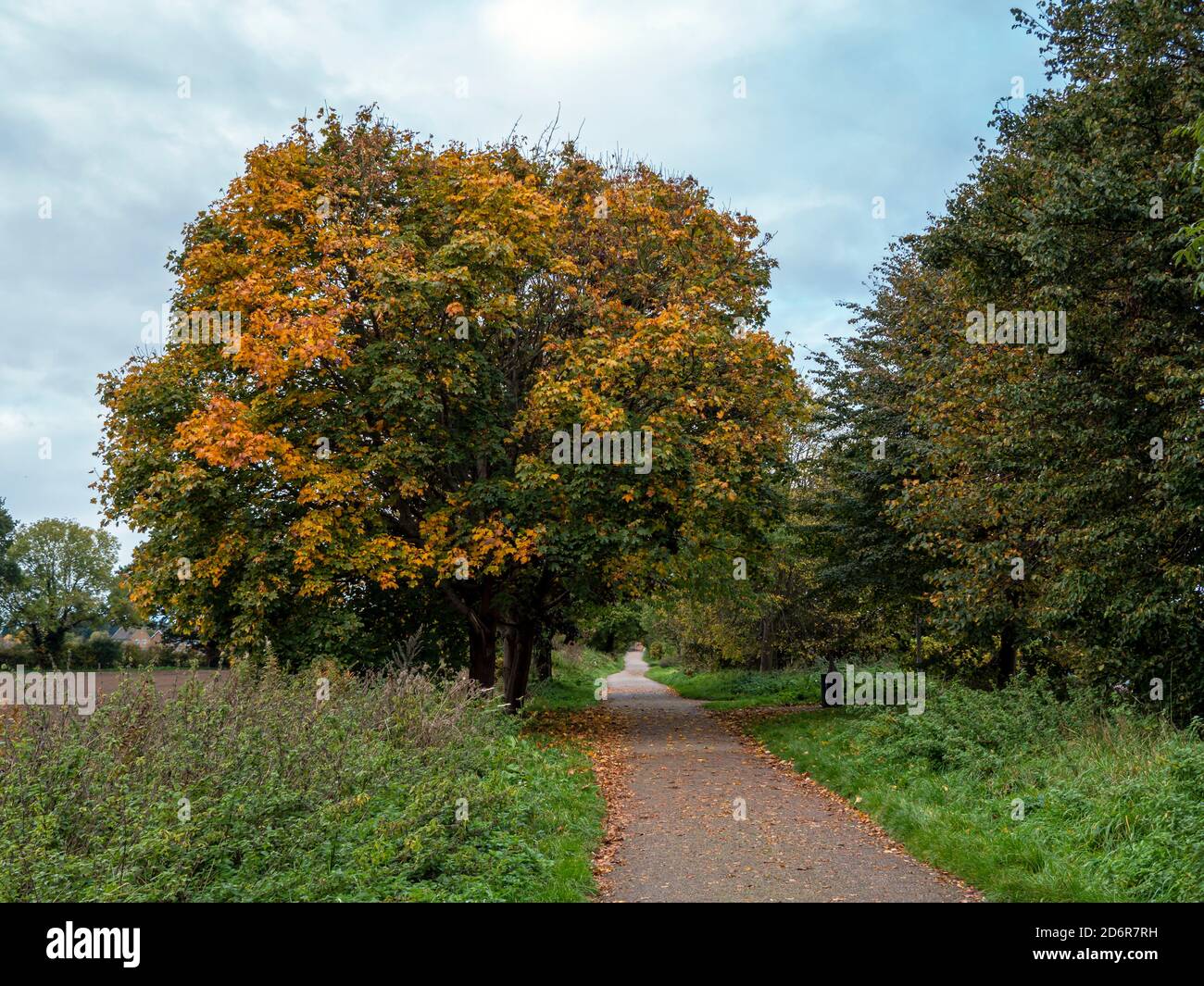 Platanenbaum mit wunderschönem Herbstlaub neben einem gepflasterten Fußweg durch Bäume und Felder in North Yorkshire, England Stockfoto