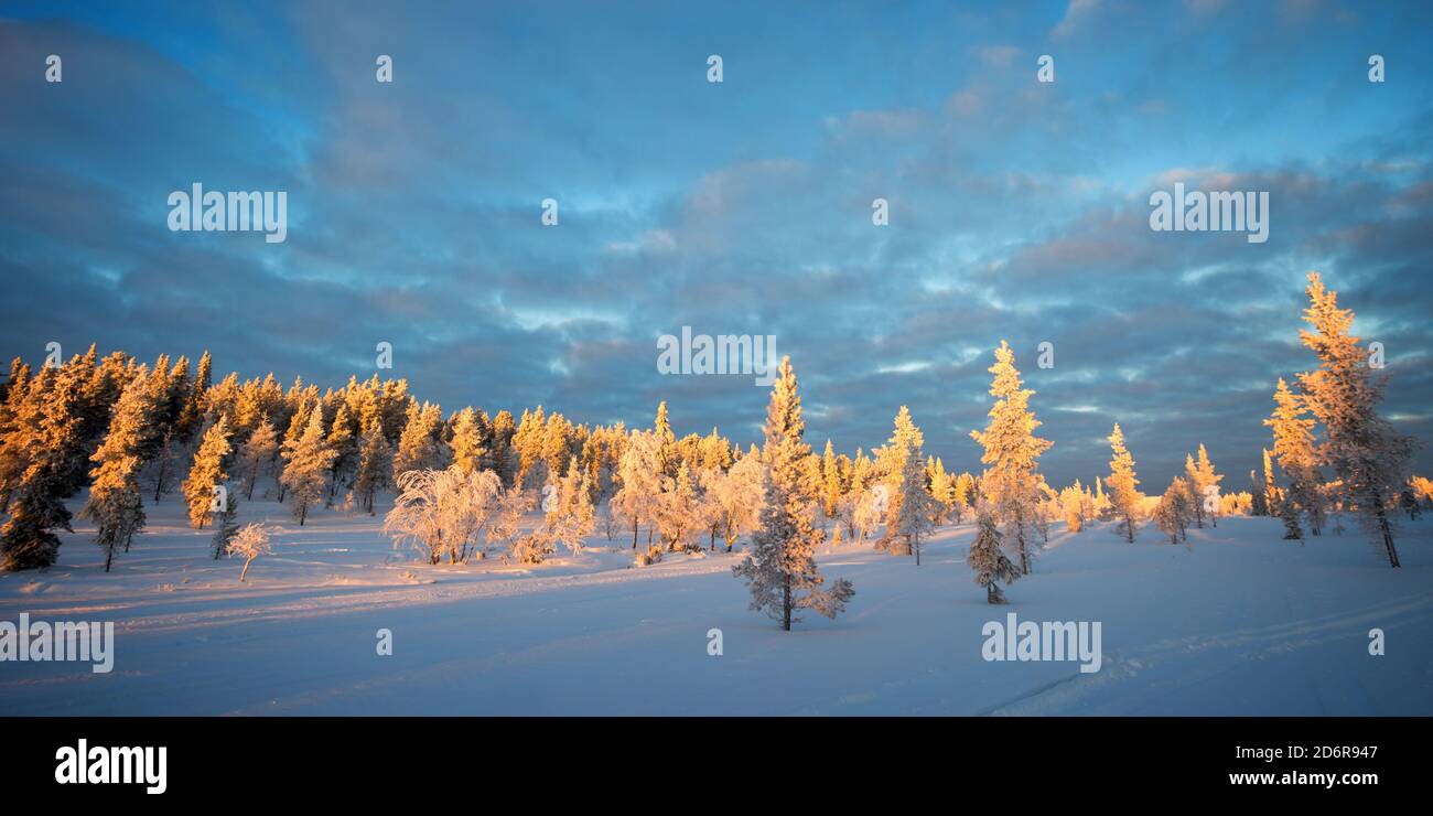 Panoramablick auf die verschneite Landschaft bei Sonnenuntergang, gefrorene Bäume im Winter in Saariselka, Lappland, Finnland Stockfoto
