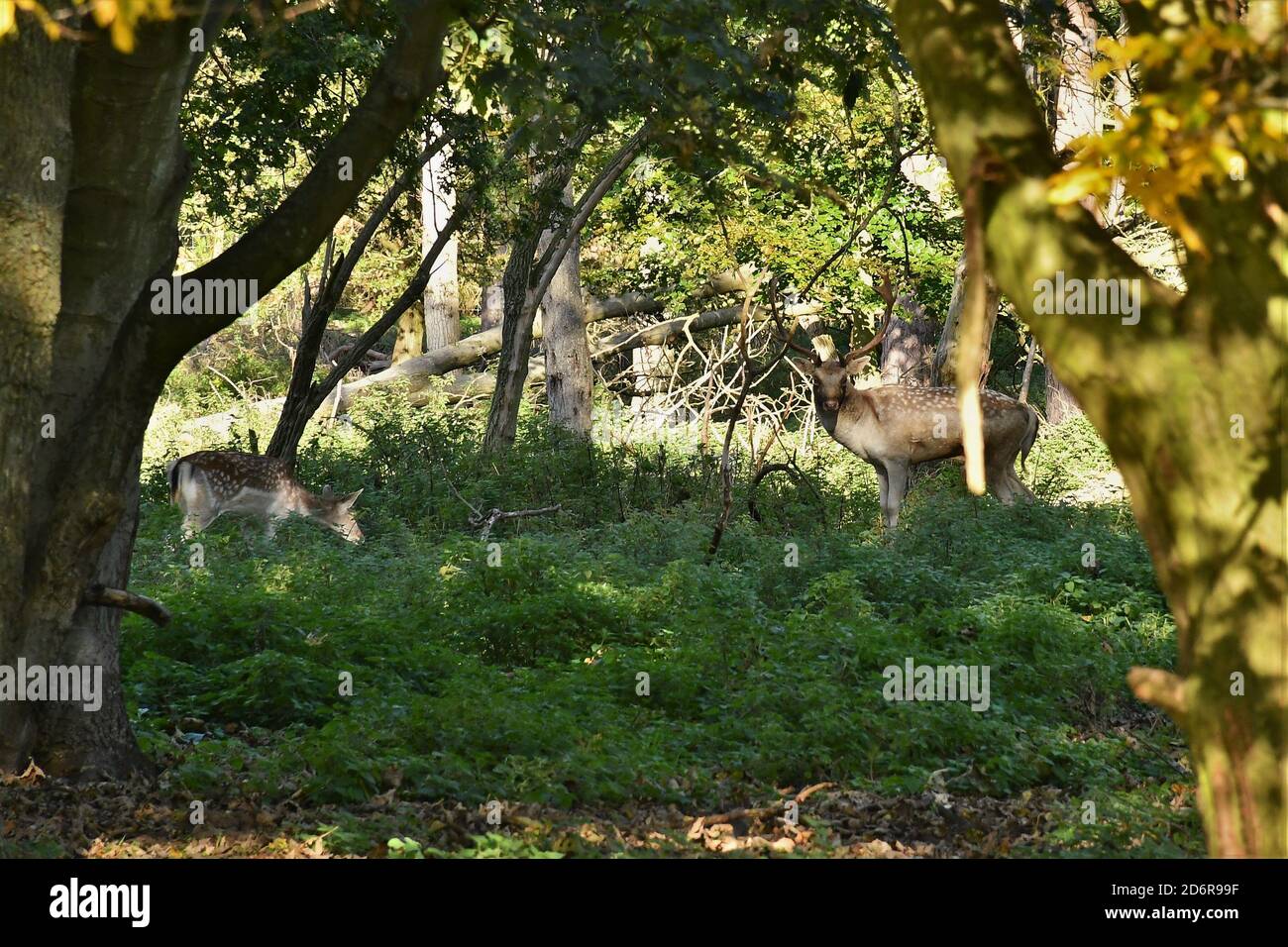 Fahlow Deer in Attingham Park, Shropshire. Stockfoto