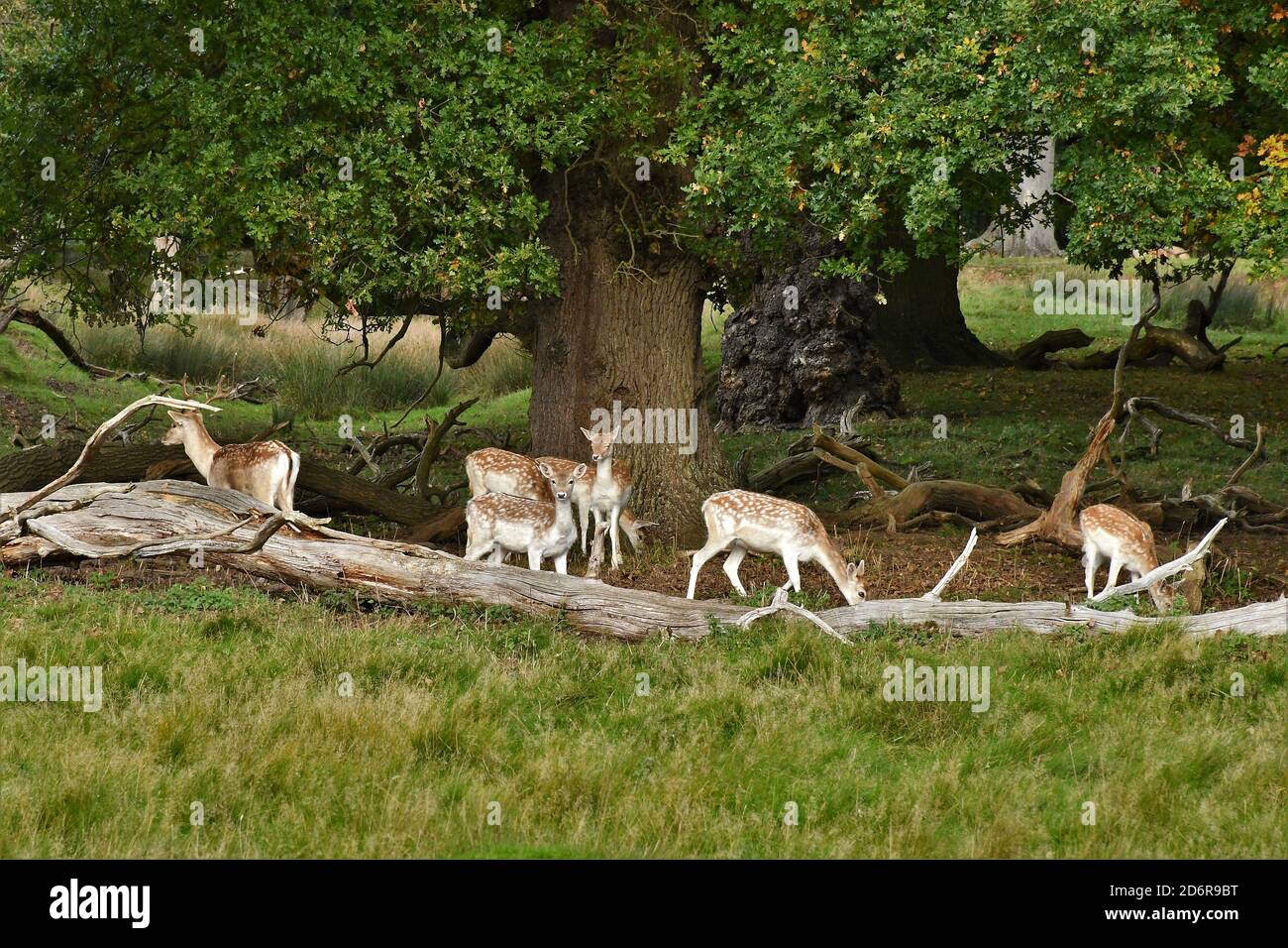 Fahlow Deer in Attingham Park, Shropshire. Stockfoto