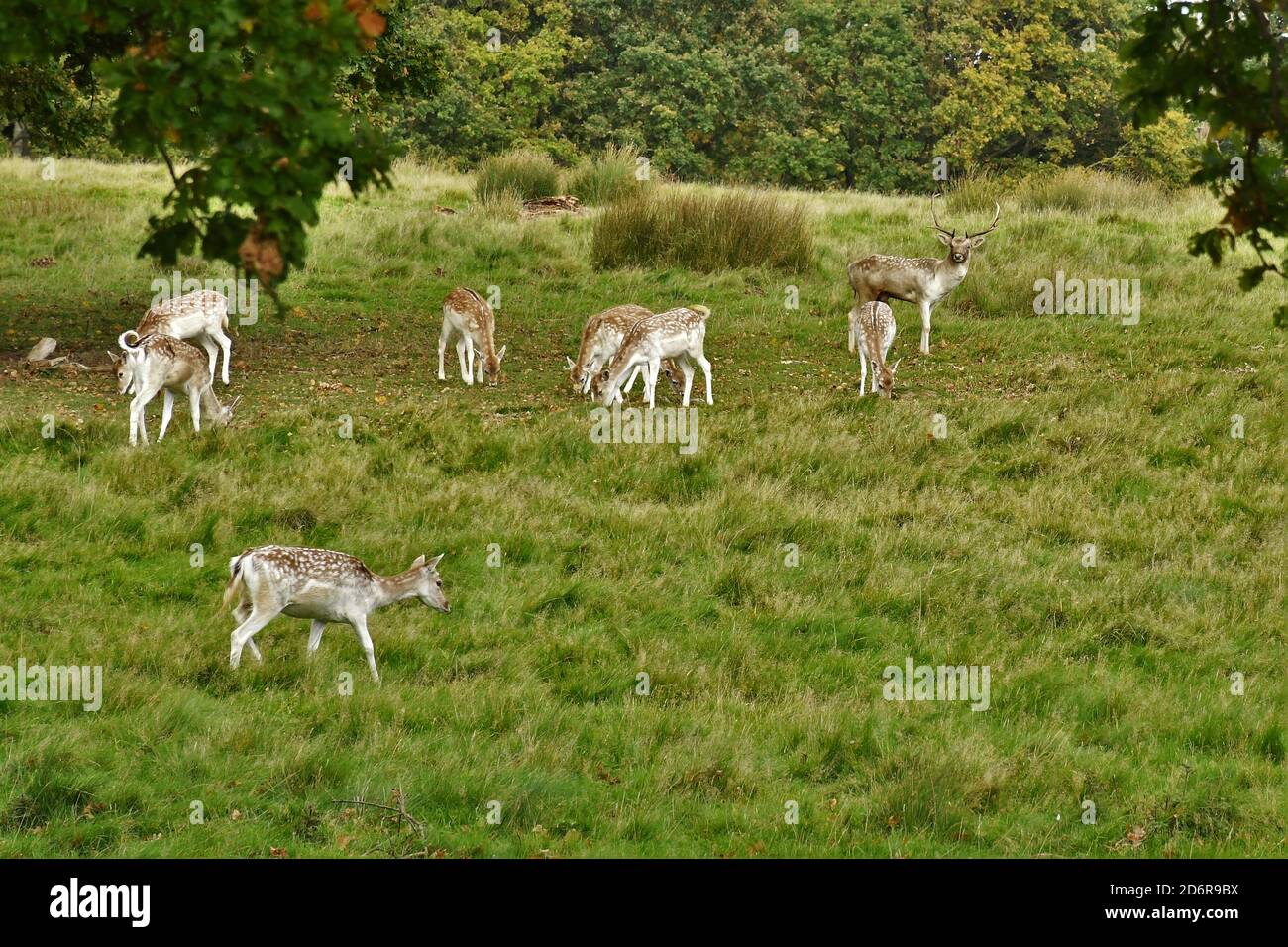 Fahlow Deer in Attingham Park, Shropshire. Stockfoto