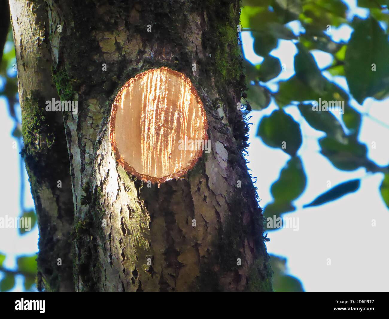 Tief geschnittener Baumbogen Stockfoto