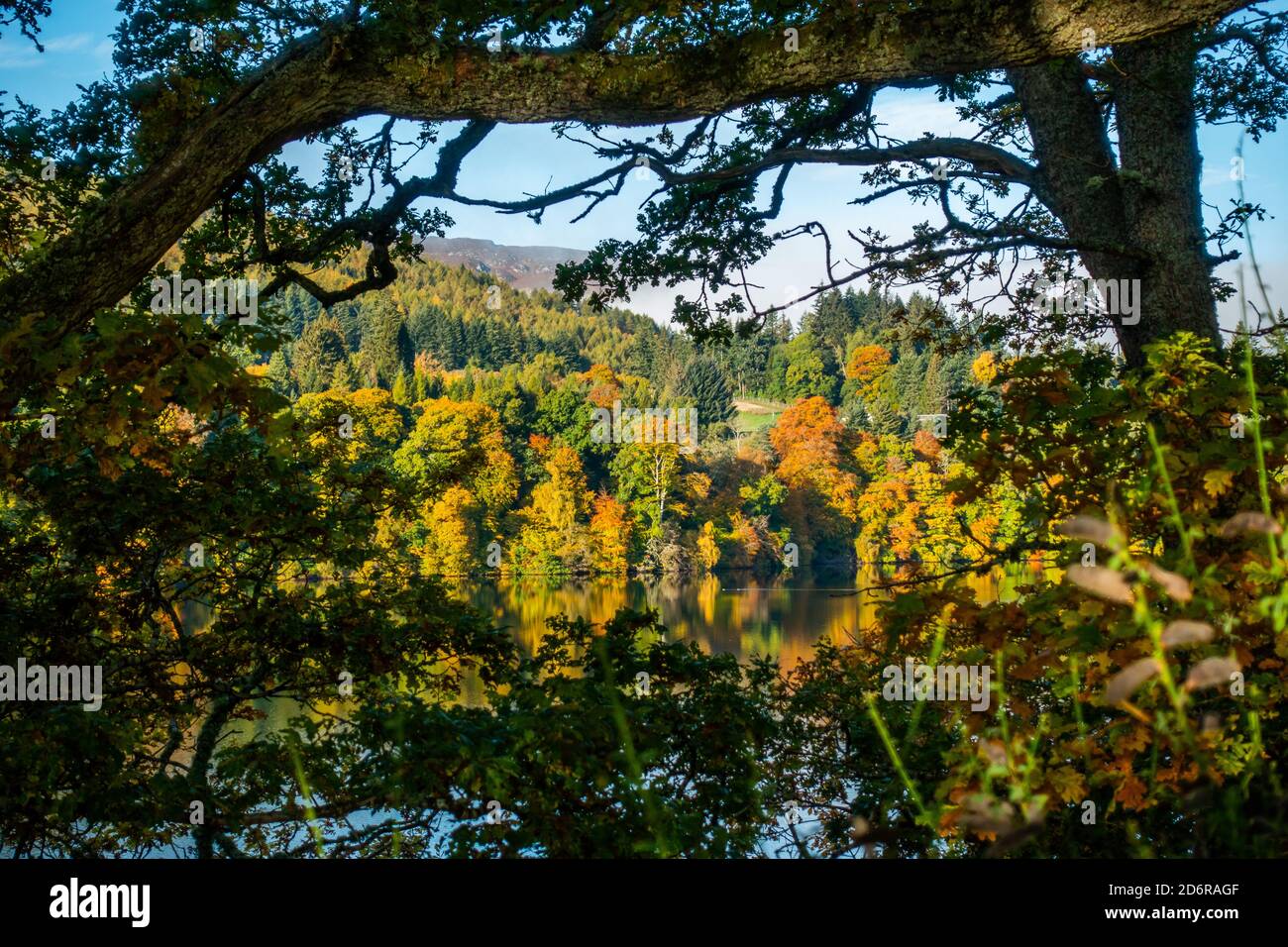 Herbstfarben von Bäumen in Perthshire, Schottland, Großbritannien Stockfoto