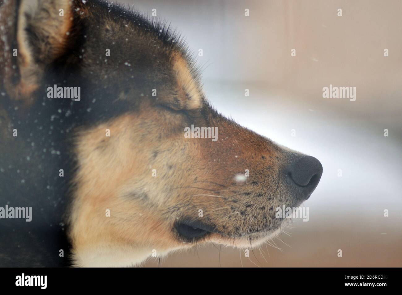 Ein Husky Hund schließt seine Augen im Schnee Stockfoto