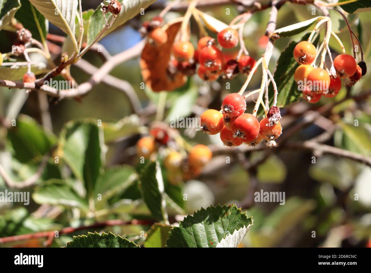 Nahansicht des Traubenhaufens der Beeren des Greak-Weißbeam (Sorbus graeca) Stockfoto