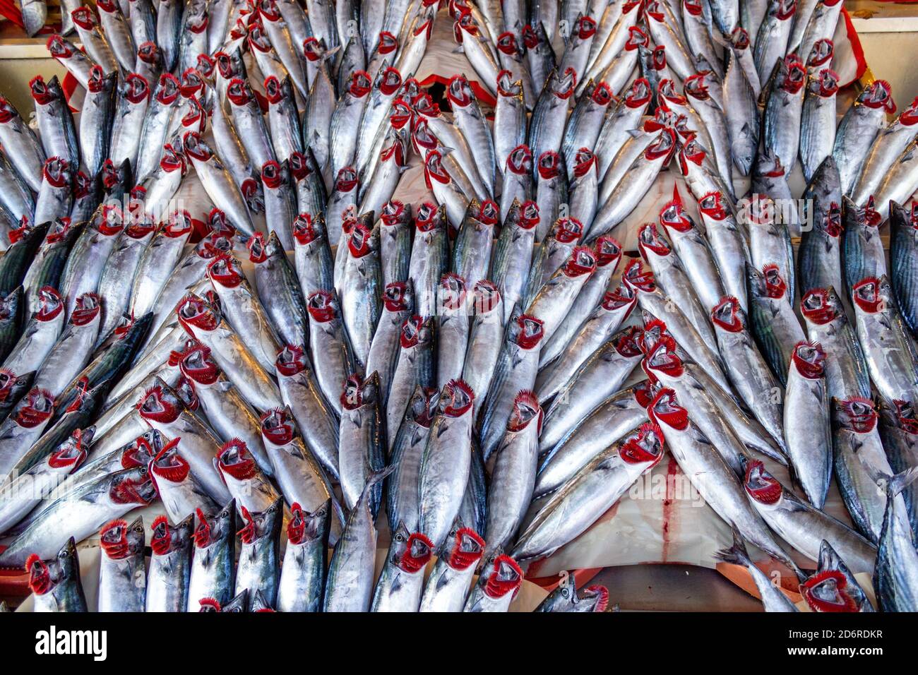 Frischer Bonito-Fisch (türkisch: Palamut) am Angelstand Stockfoto