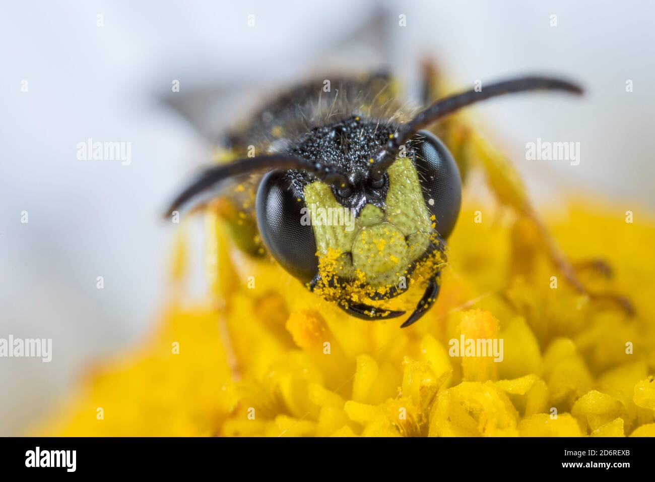 Kunstvolle Tailed Digger Wasp (Cerceris rybyensis), männlich, Portrait, Deutschland Stockfoto