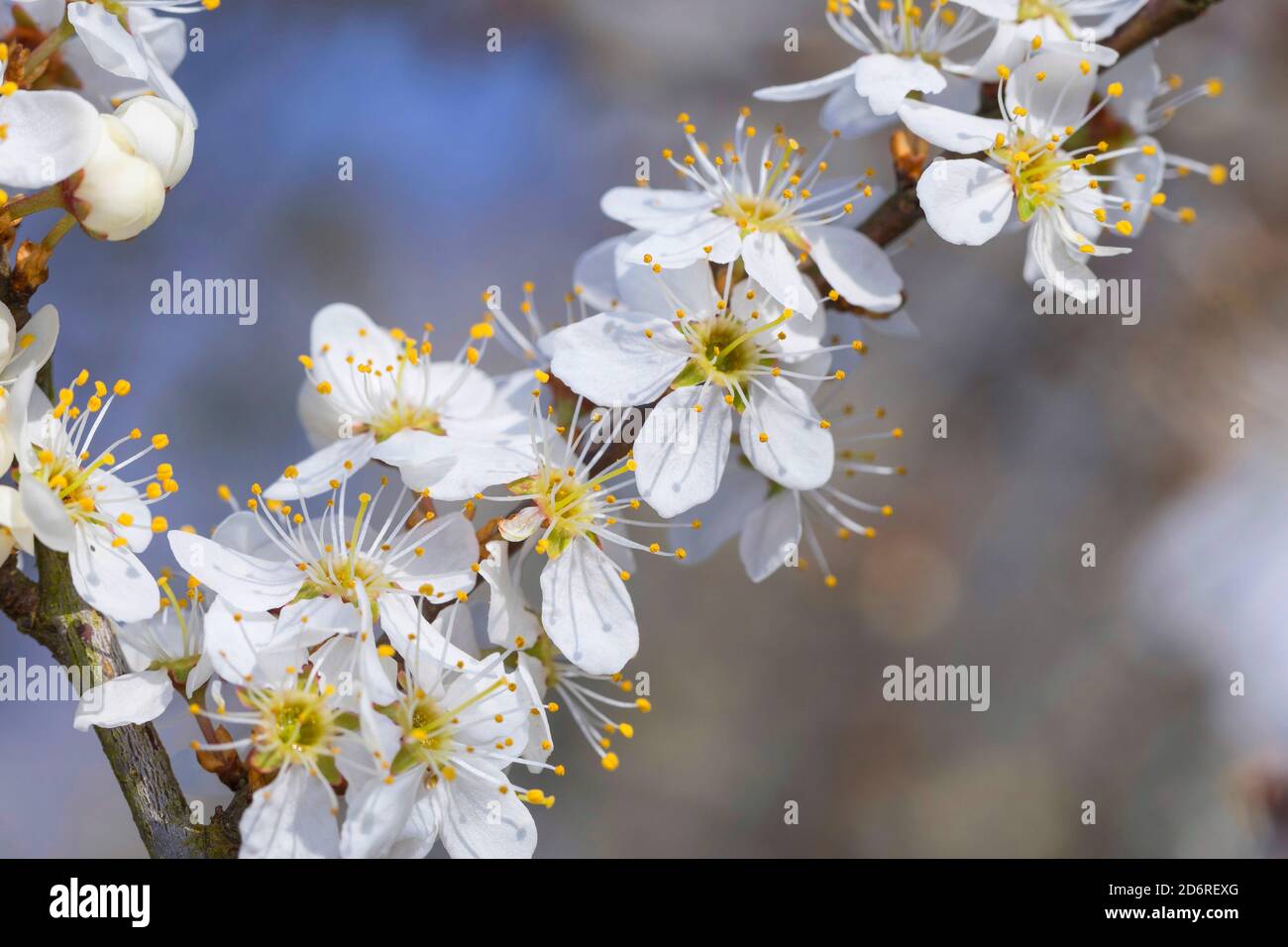 Schlehe, Schlehe (Prunus Spinosa), blühenden Zweig, Deutschland Stockfoto