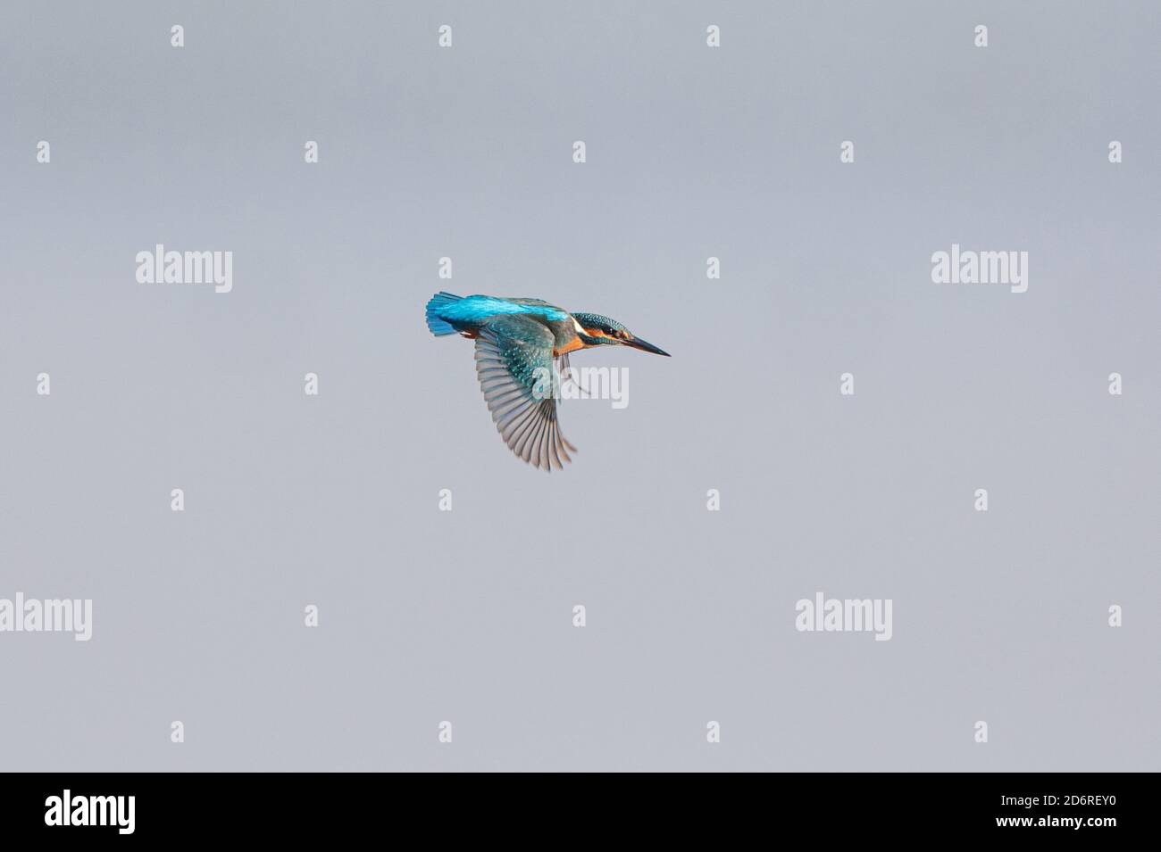 Flusseisvogel (Alcedo atthis), fliegendes Weibchen, Seitenansicht, Deutschland, Bayern Stockfoto