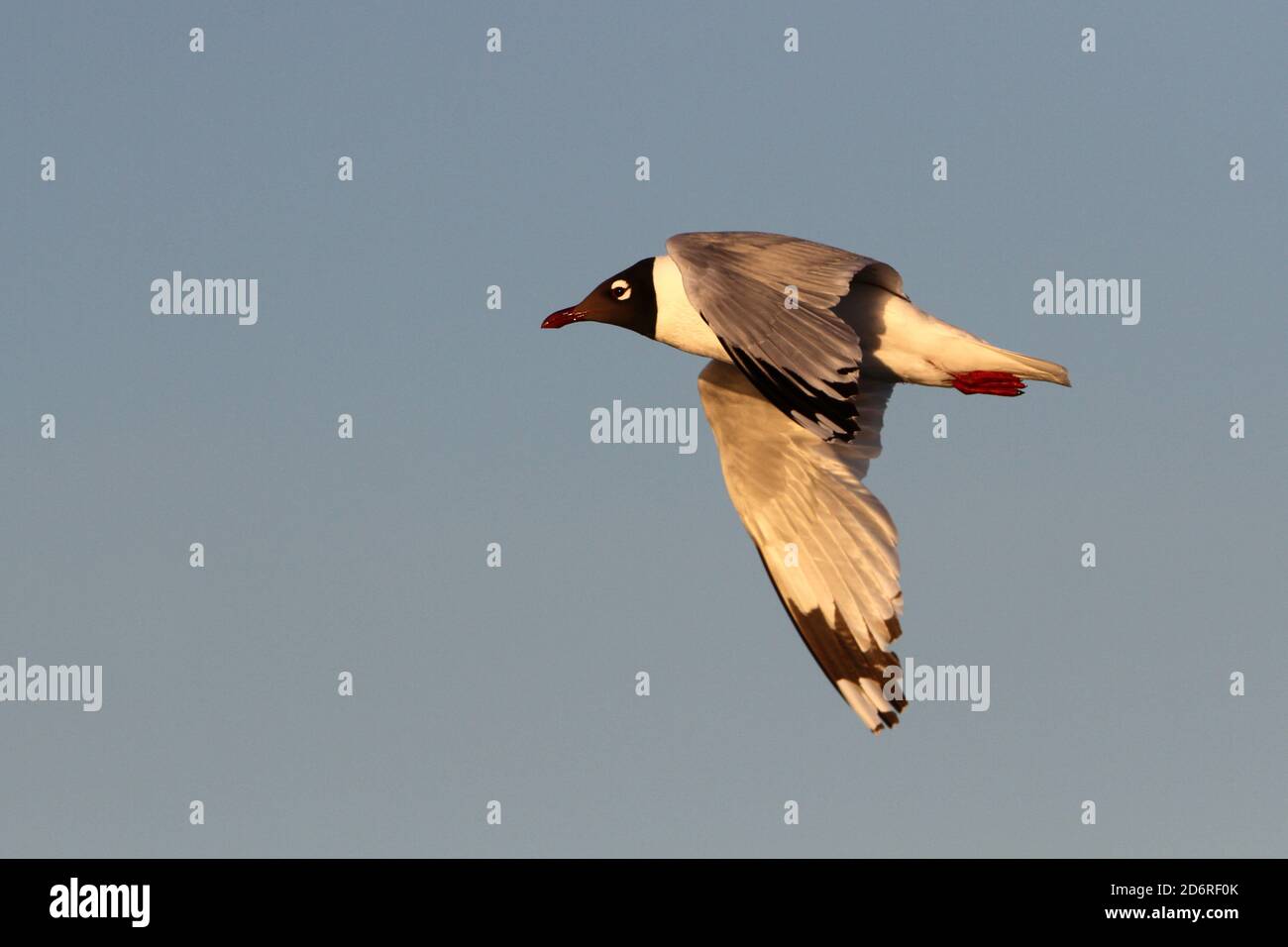 Reliktmöwe (Ichthyaetus relictus, Larus relictus), im Flug erwachsen, Mongolei, Ikhes-See Stockfoto