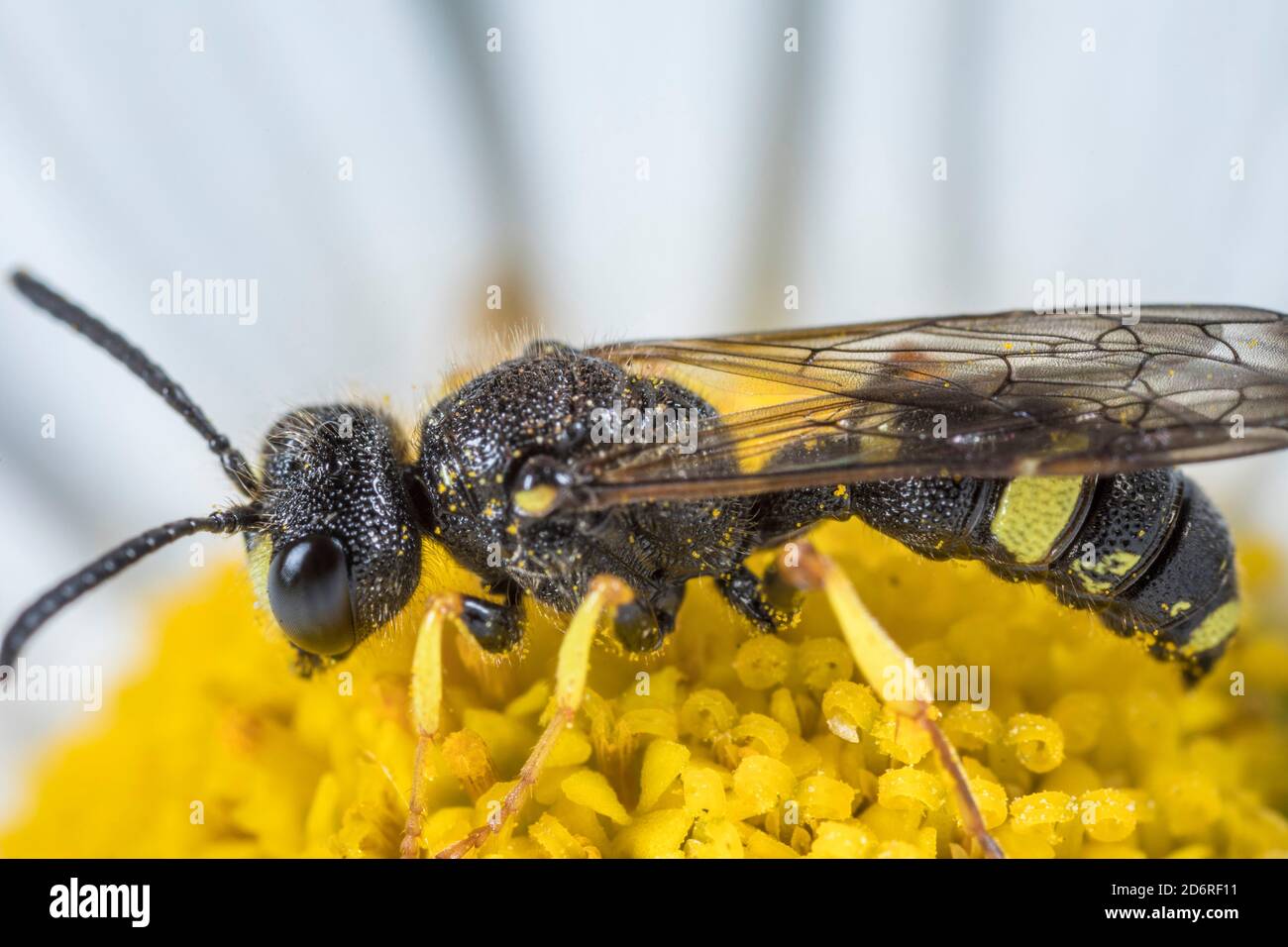 Ornate Tailed Digger Wasp (Cerceris rybyensis), männlich, Deutschland Stockfoto
