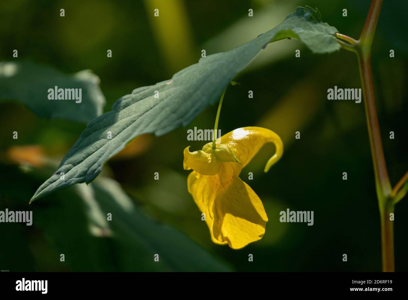 Gelbes Edelkraut, Gelb Touch-Me-Not (Impatiens pallida), Blume, Deutschland, Bayern, Chiemseemoore Stockfoto