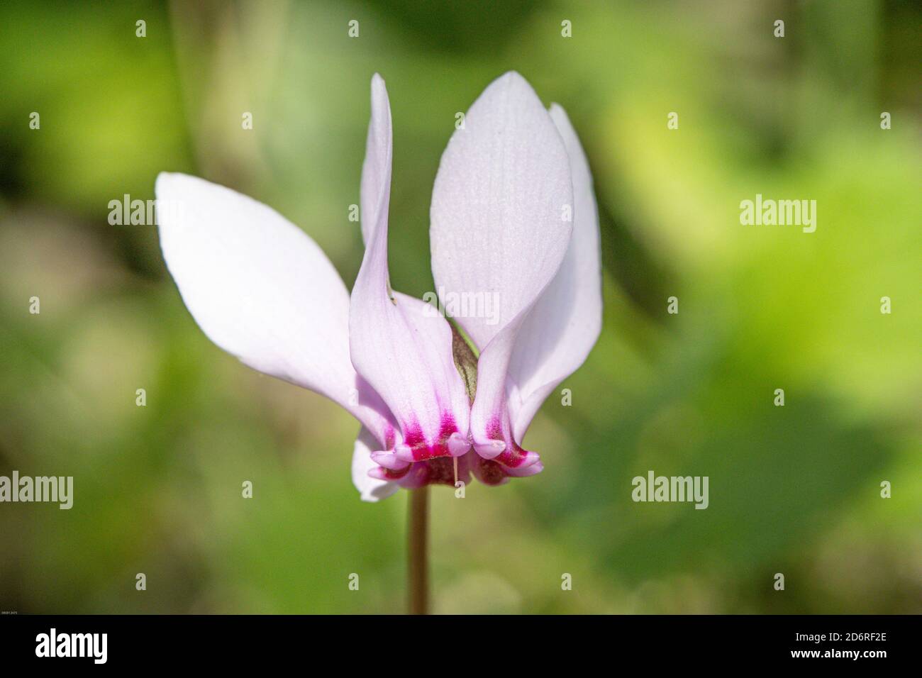 Europäische Alpenveilchen (Cyclamen Purpurascens), Blume, Deutschland Stockfoto