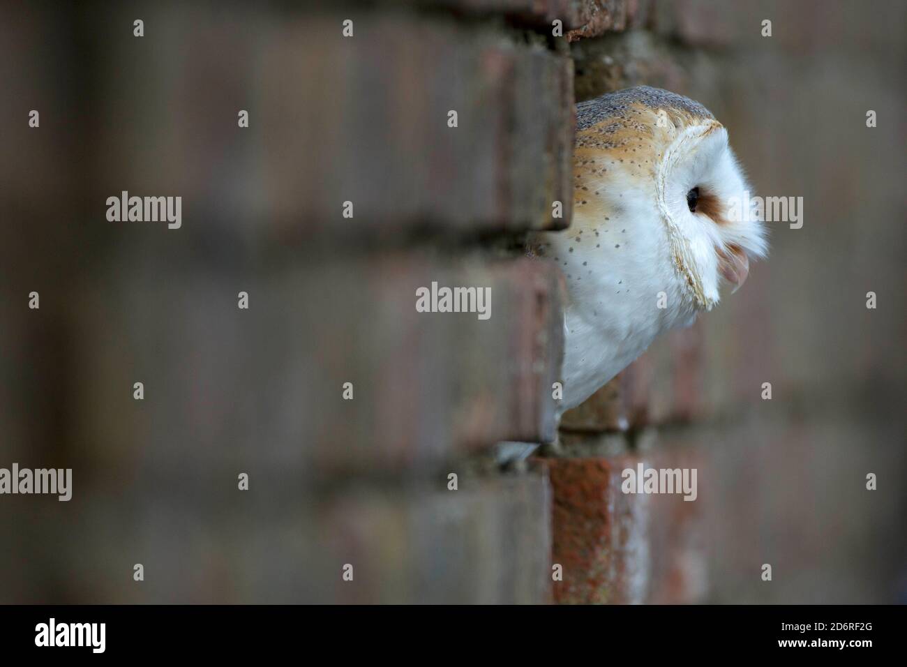 Scheune Eule (Tyto alba), Blick auf eine Wand Nische, Seitenansicht, Vereinigtes Königreich, Wales, Pembrokeshire Stockfoto