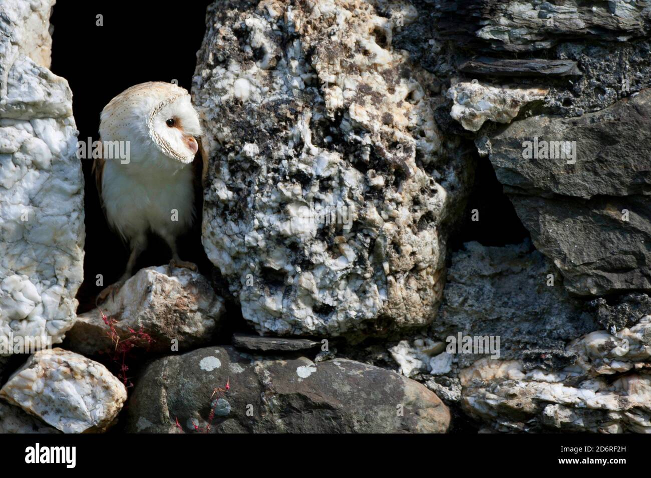 Scheune Eule (Tyto alba), Blick auf eine Wand Nische, Vereinigtes Königreich, Wales, Pembrokeshire Stockfoto
