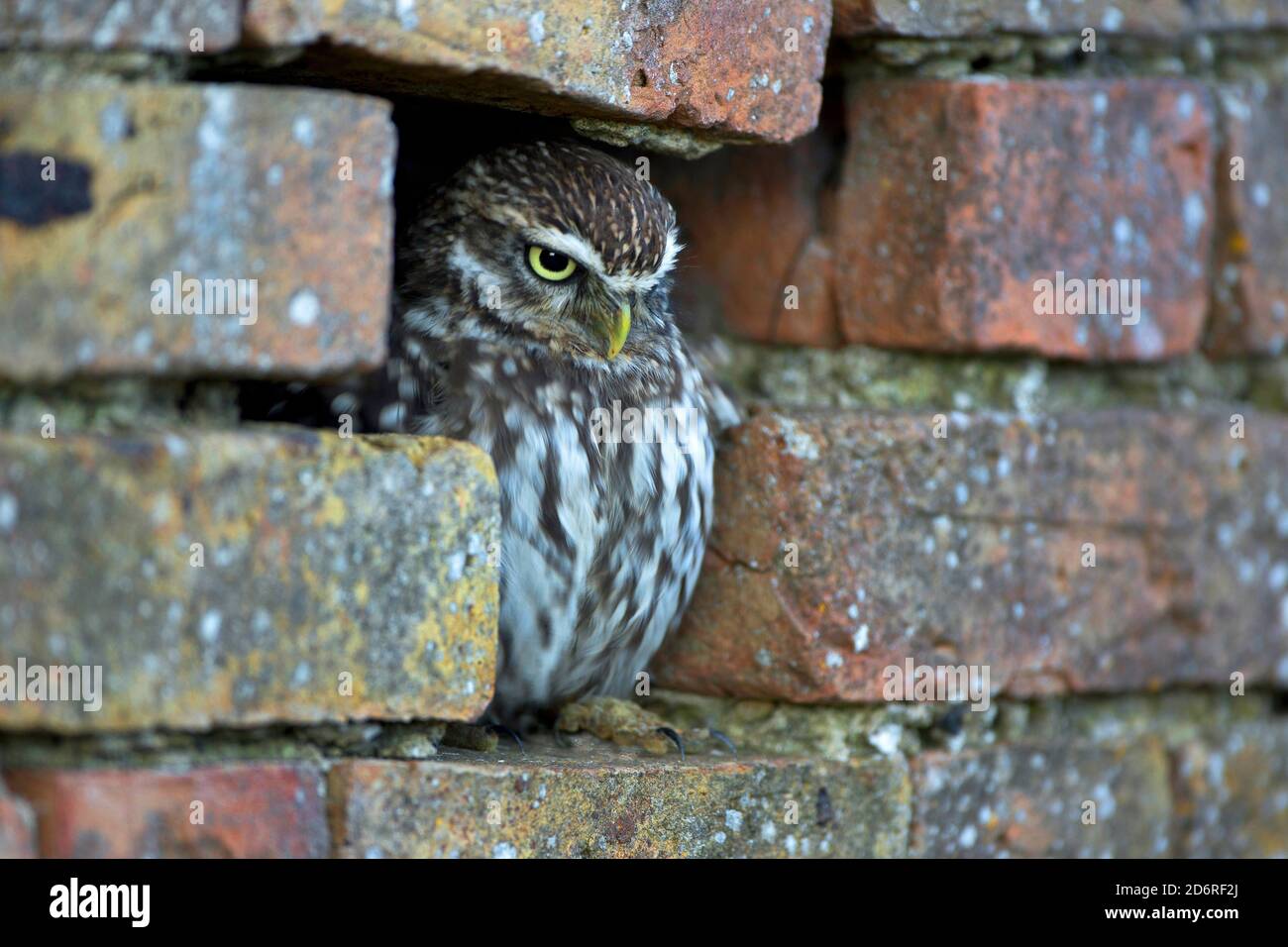 Kleine Eule (Athene noctua), in einer Wandnische, Vereinigtes Königreich, Wales, Pembrokeshire Stockfoto