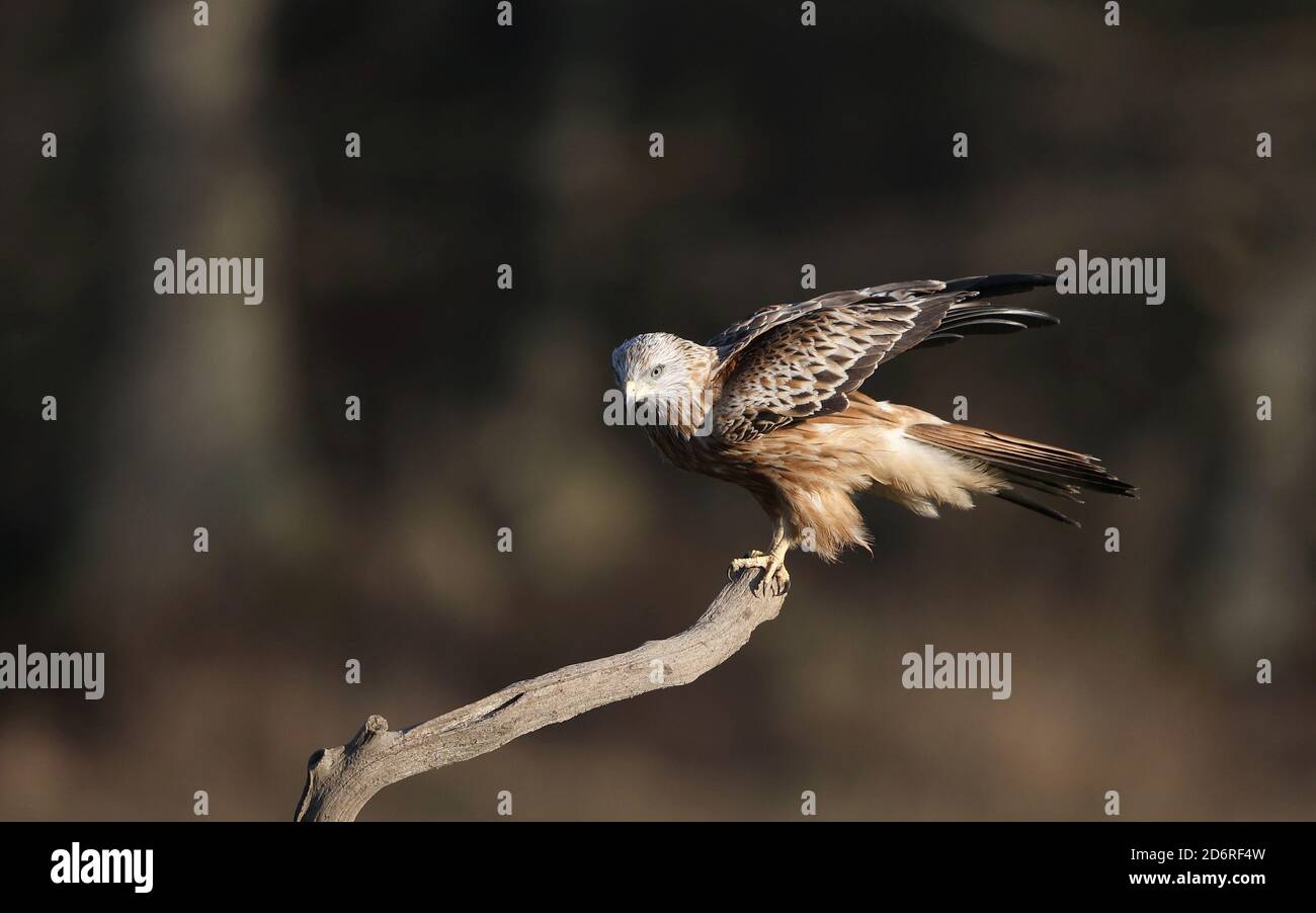 Roter Drachen (Milvus milvus), erster Winter Roter Drachen auf einem Baumstumpf, Schweden Stockfoto