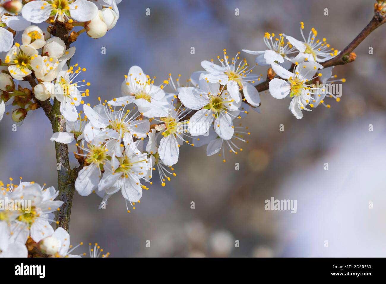 Schlehe, Schlehe (Prunus Spinosa), blühenden Zweig, Deutschland Stockfoto