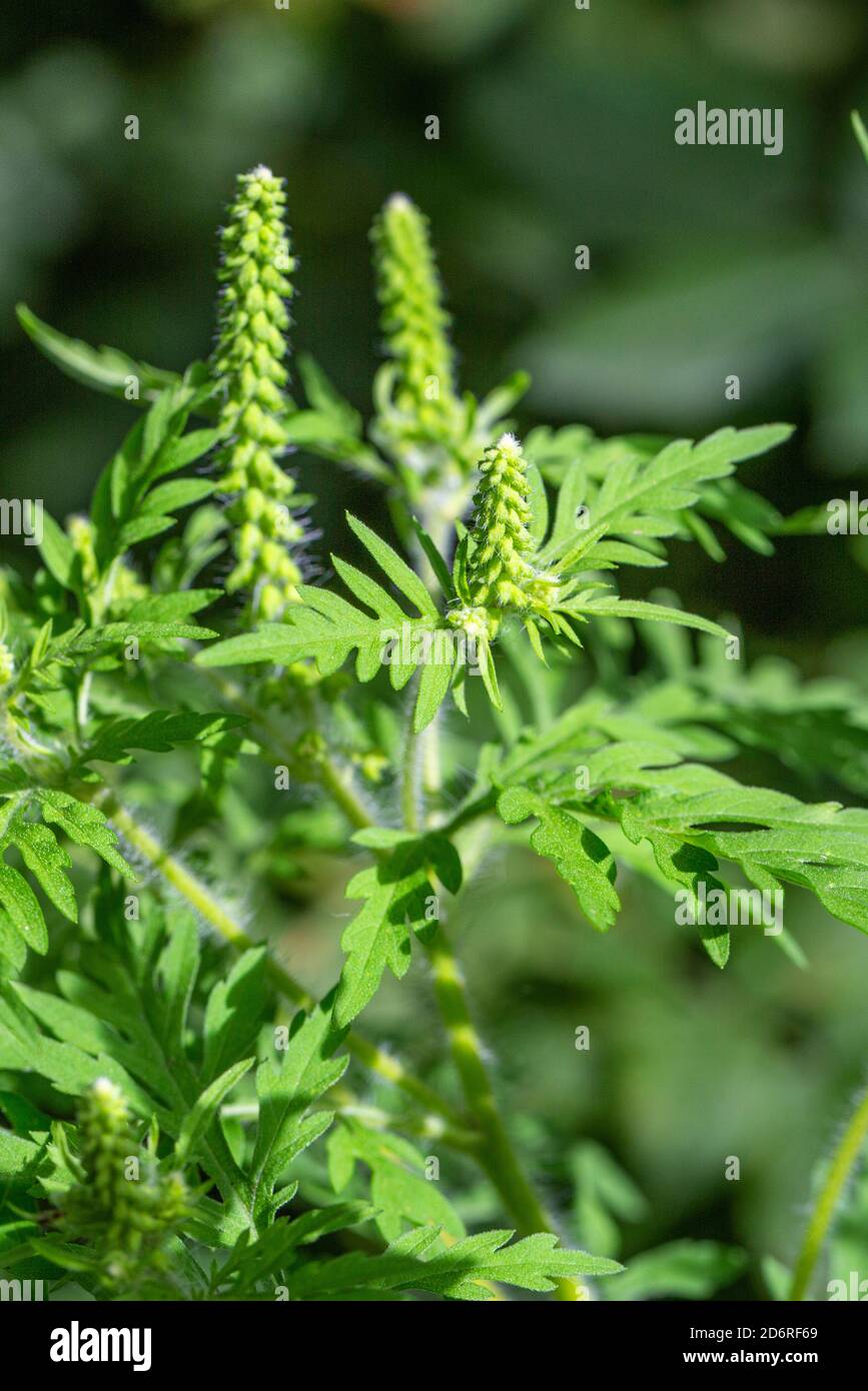 Jährliche, Gemeinsame ragweed ragweed, Bitter-Weed, Hog-Unkraut, römische Wermut (Ambrosia Artemisiifolia), blühende, Deutschland, Bayern Stockfoto