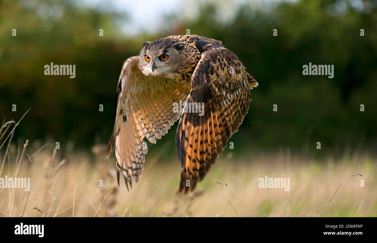 nördliche Adlereule (Bubo bubo), im Flug, Seitenansicht, Vereinigtes Königreich, Wales, Pembrokeshire Stockfoto