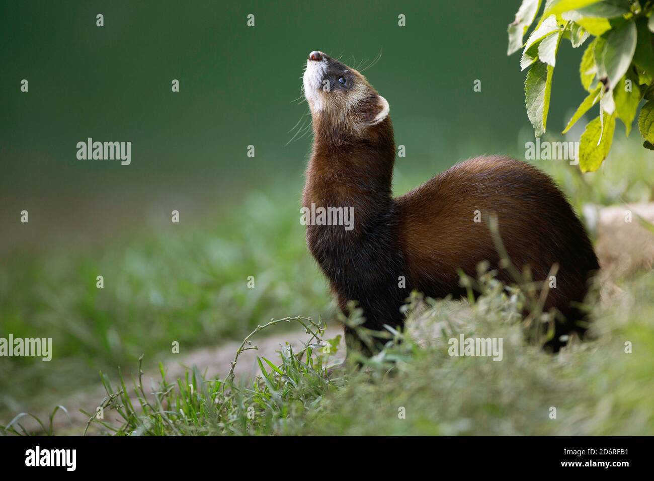 Iltis Fotos und Bildmaterial in hoher Auflösung Alamy