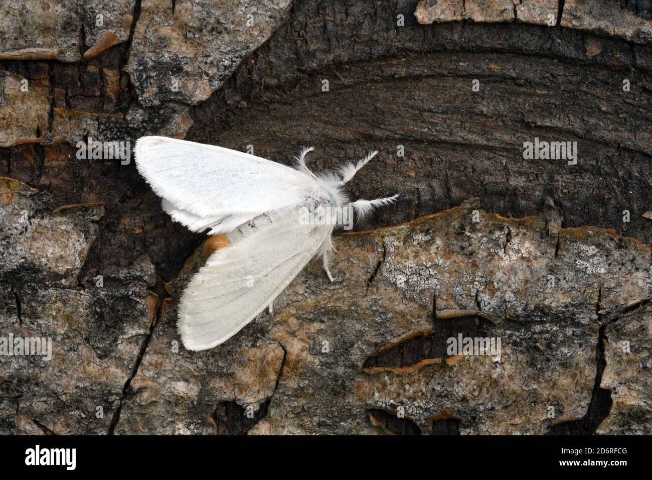 Gelbschwanz, Goldschwanz, Schwanenmotte (Euproctis similis, Porthesia similis, Sphrageidus similis), sitzend auf Rinde mit ausgestreckten Flügeln, Rückenansicht, F Stockfoto