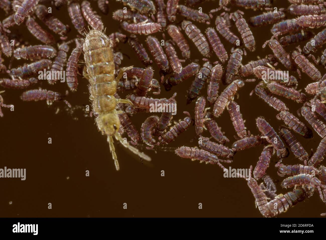 Gewöhnlicher schwarzer Süßwasser-Springschwanz (Podura aquatica), mit Springschwanz auf einer anderen Art, Deutschland Stockfoto