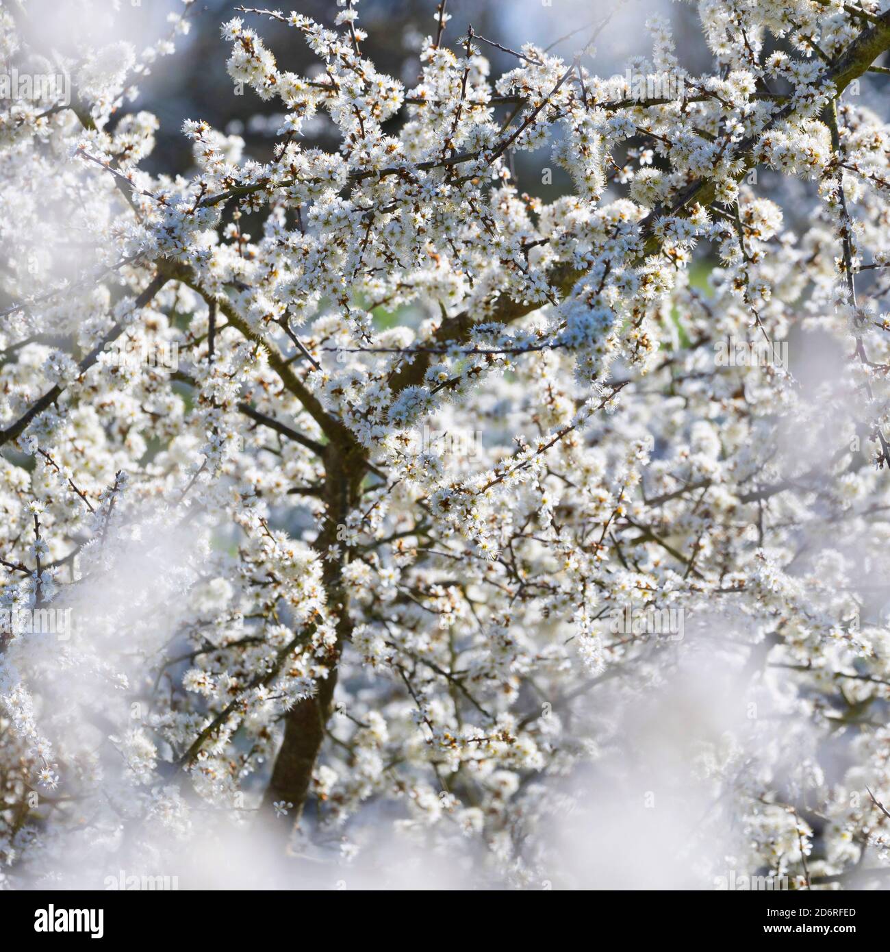 Schlehdorn, Schlehe (Prunus spinosa), blühend, Deutschland Stockfoto