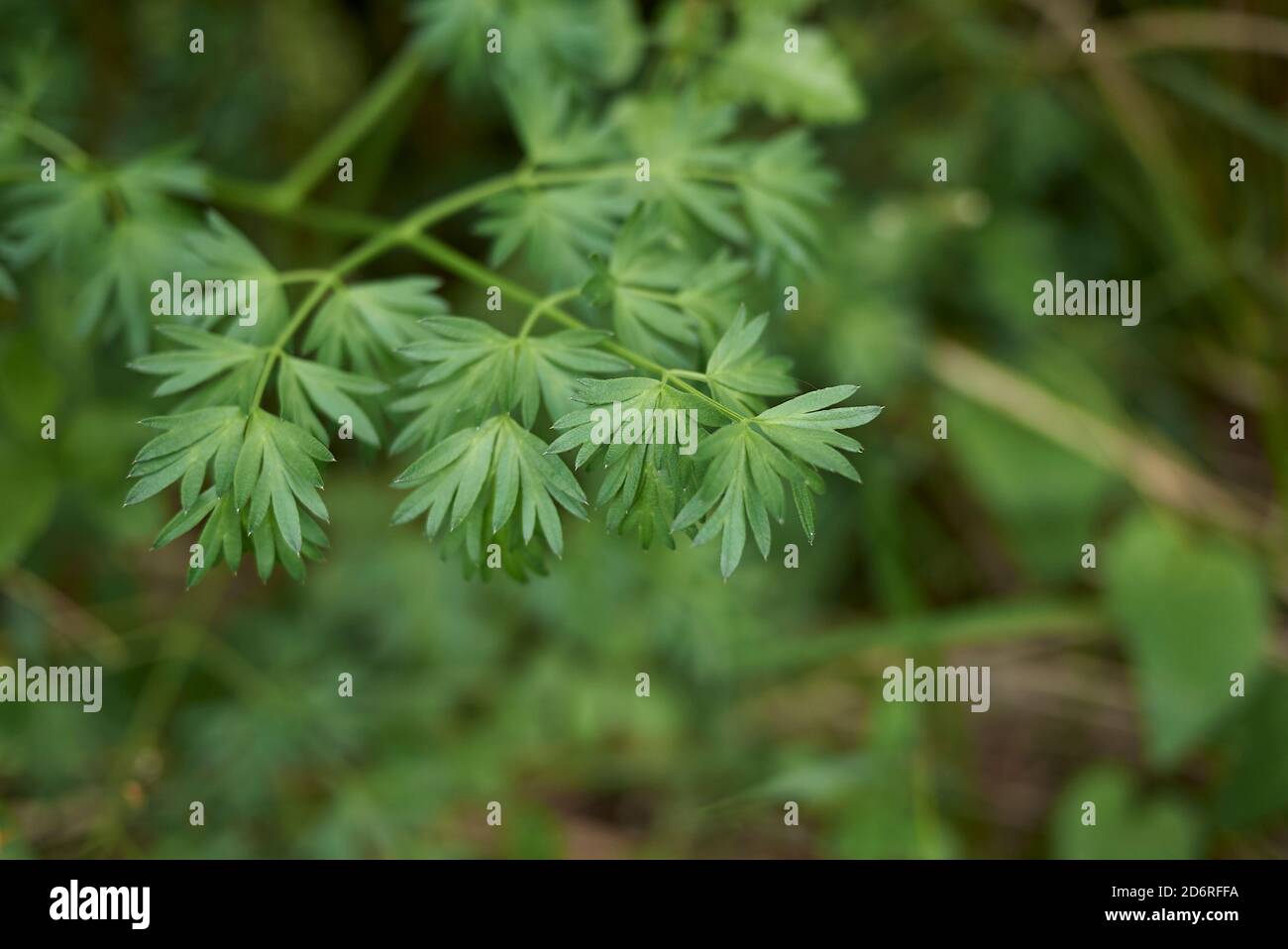 Aethusa cynapium frische Blätter aus nächster Nähe Stockfoto
