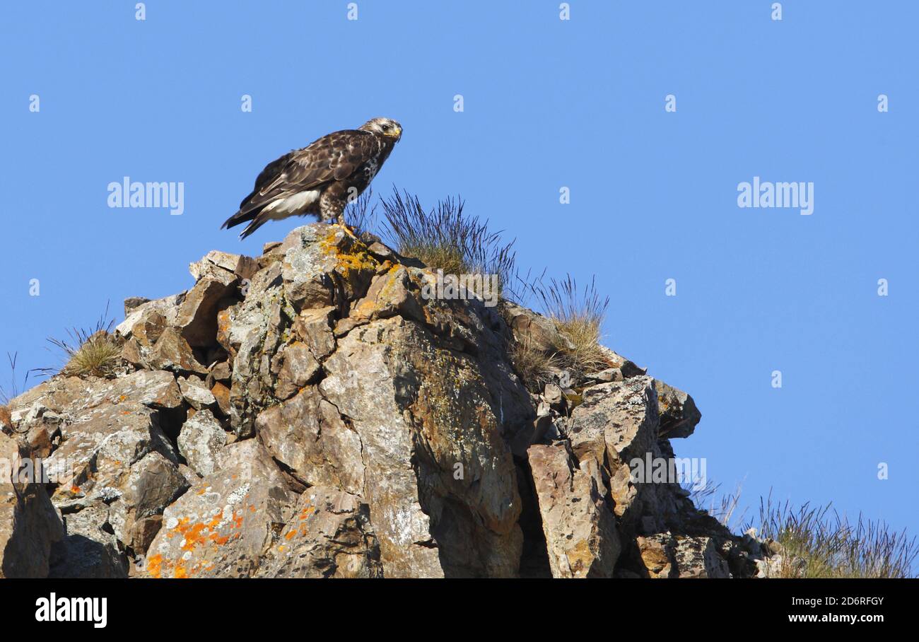 Amerikanischer Bussard (Buteo lagopus), erwachsenes Weibchen auf einem Felsen, von der Seite gesehen, Norwegen, Varanger-Halbinsel Stockfoto