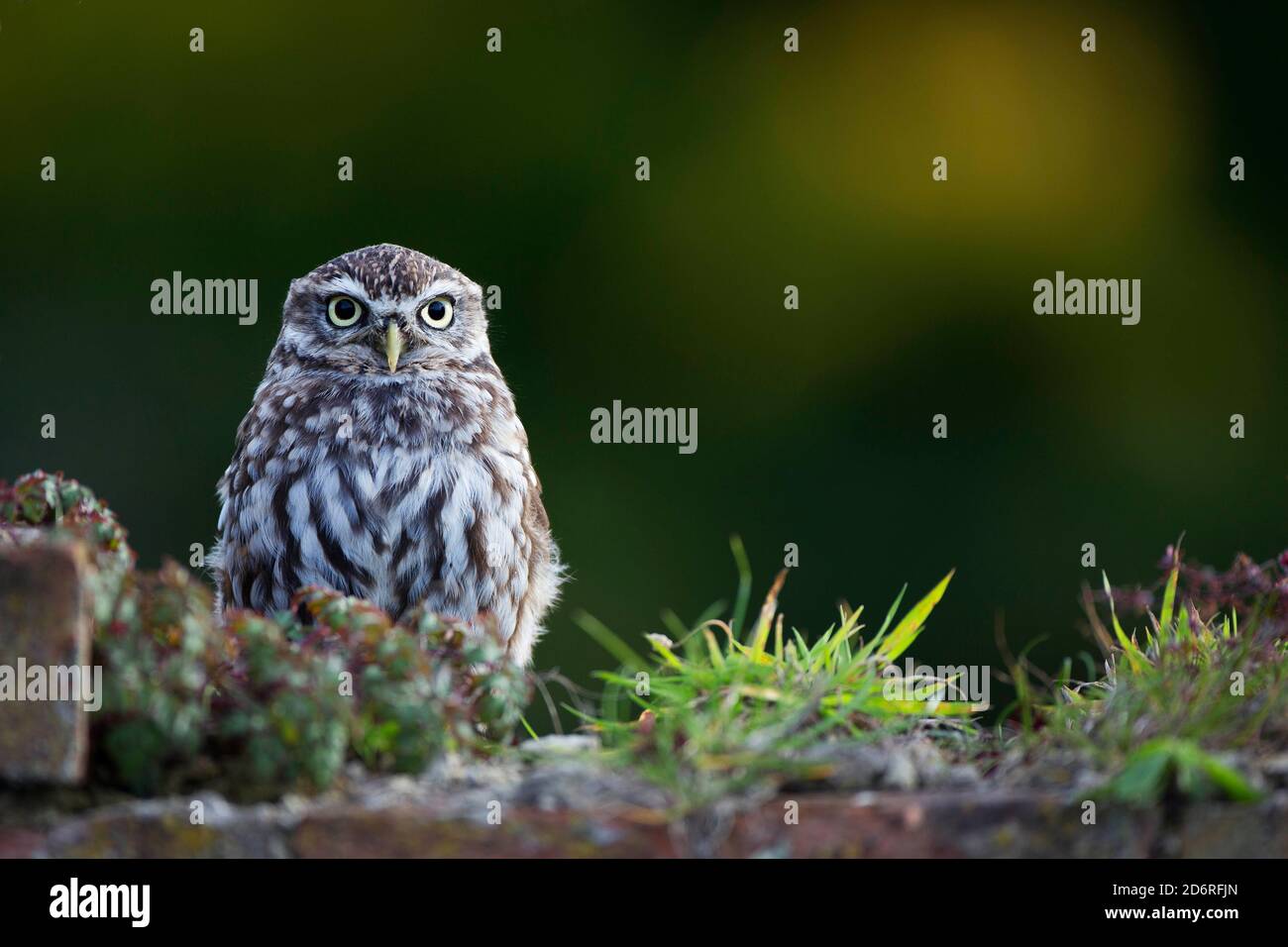 Kleine Eule (Athene noctua), auf einer Steinmauer, Vorderansicht, Vereinigtes Königreich, Wales, Pembrokeshire Stockfoto