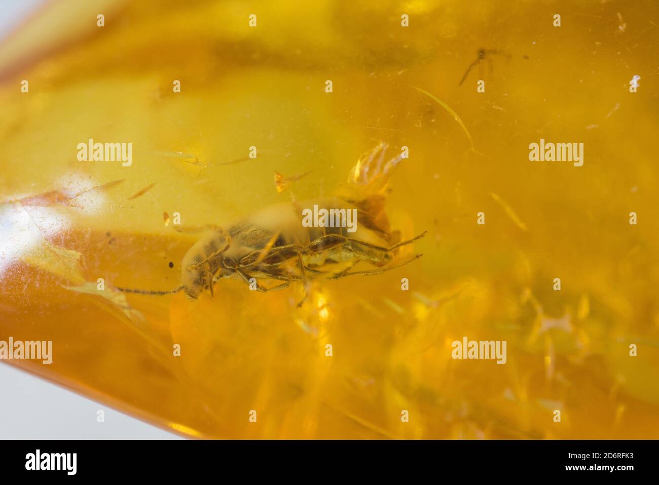 beetle in Baltic Amber, 28-54 Millionen Jahre alt Stockfoto