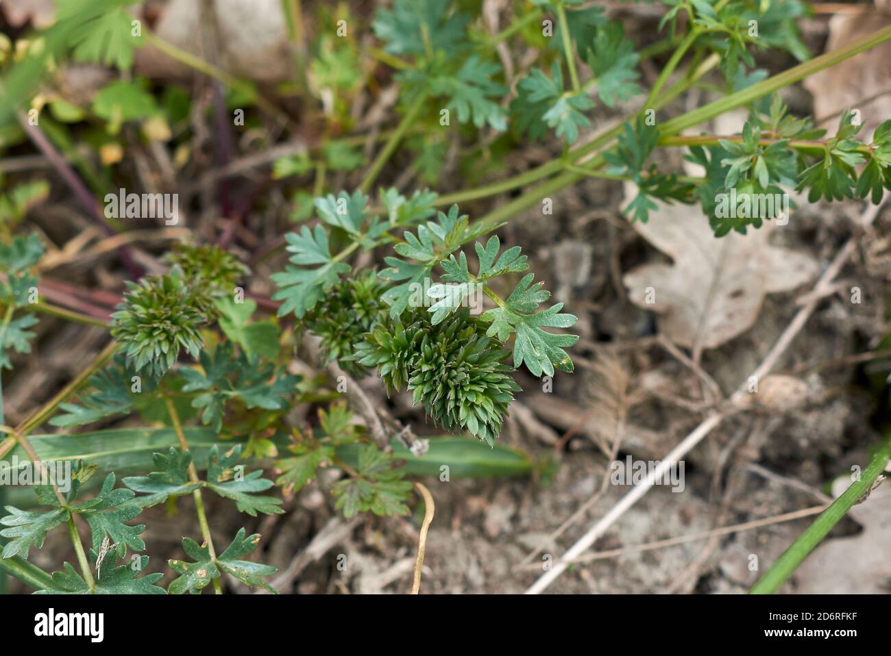 Aethusa cynapium frische Blätter aus nächster Nähe Stockfoto