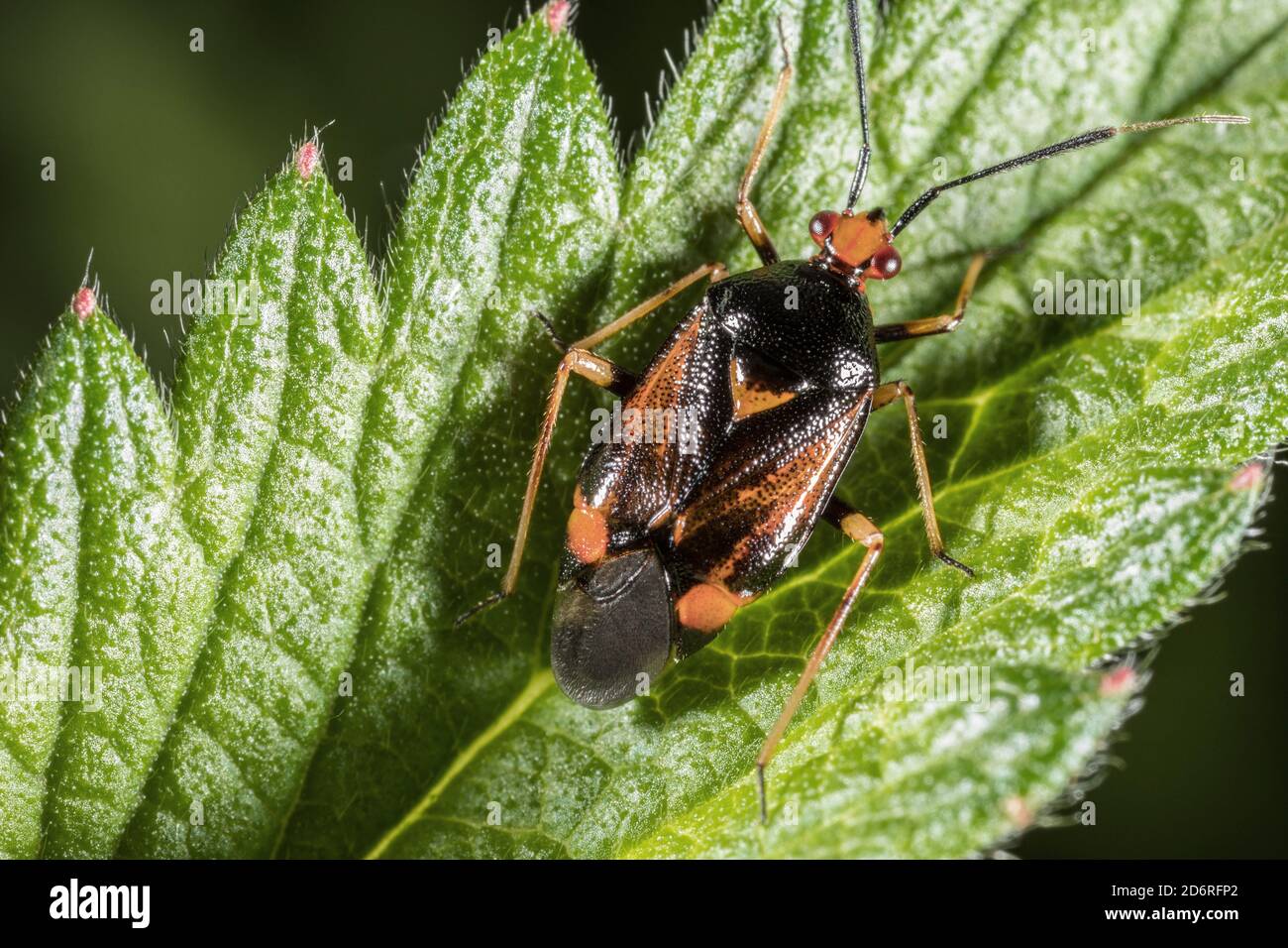 Capsid Bugs (Deraeocoris ruber), sitzt auf einem Blatt, Deutschland Stockfoto
