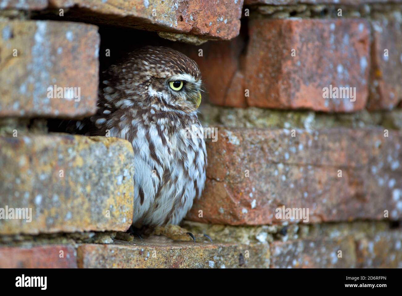 Kleine Eule (Athene noctua), in einer Wandnische, Vereinigtes Königreich, Wales, Pembrokeshire Stockfoto