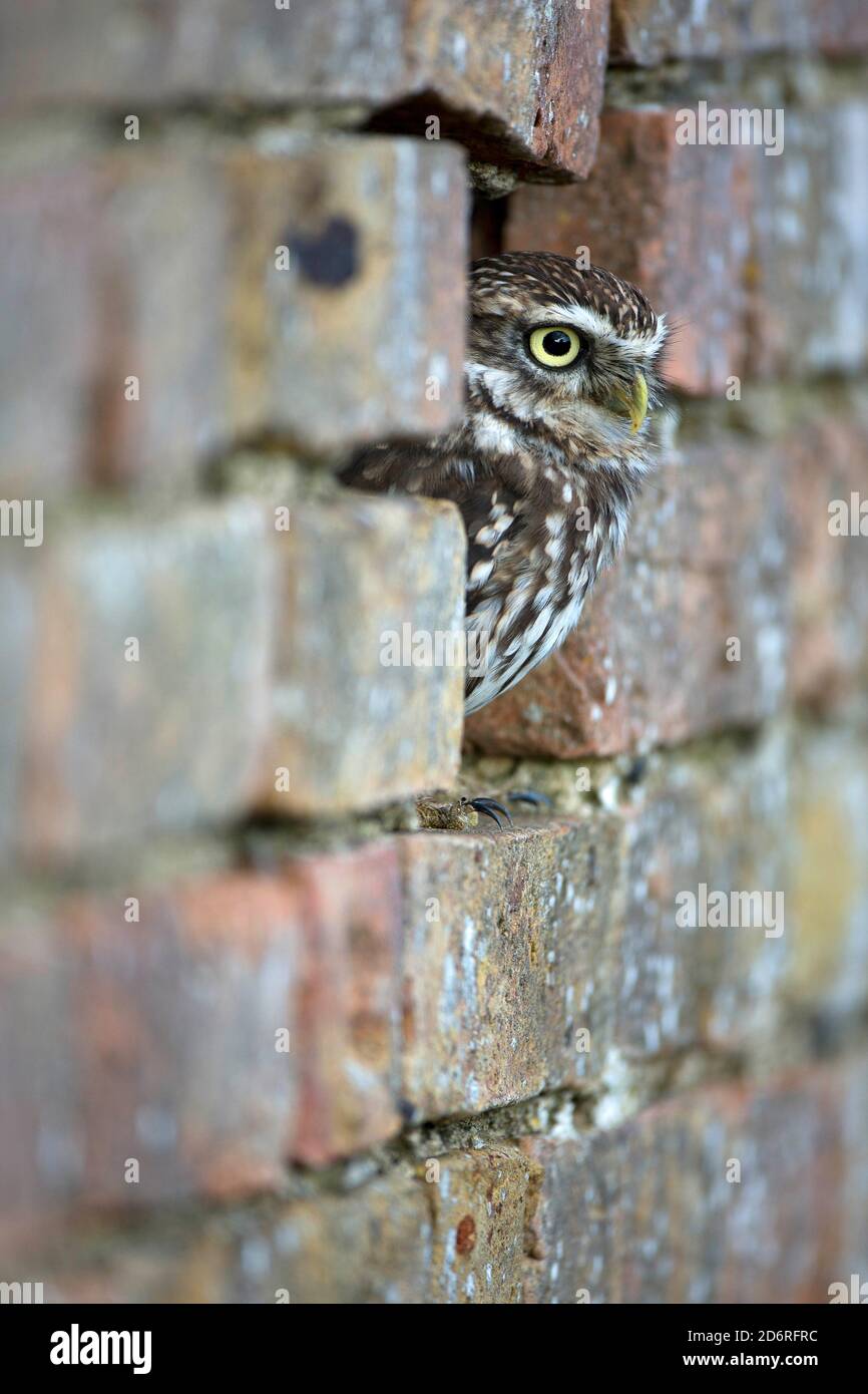 Kleine Eule (Athene noctua), Blick aus einer Wandnische, Seitenansicht, Vereinigtes Königreich, Wales, Pembrokeshire Stockfoto