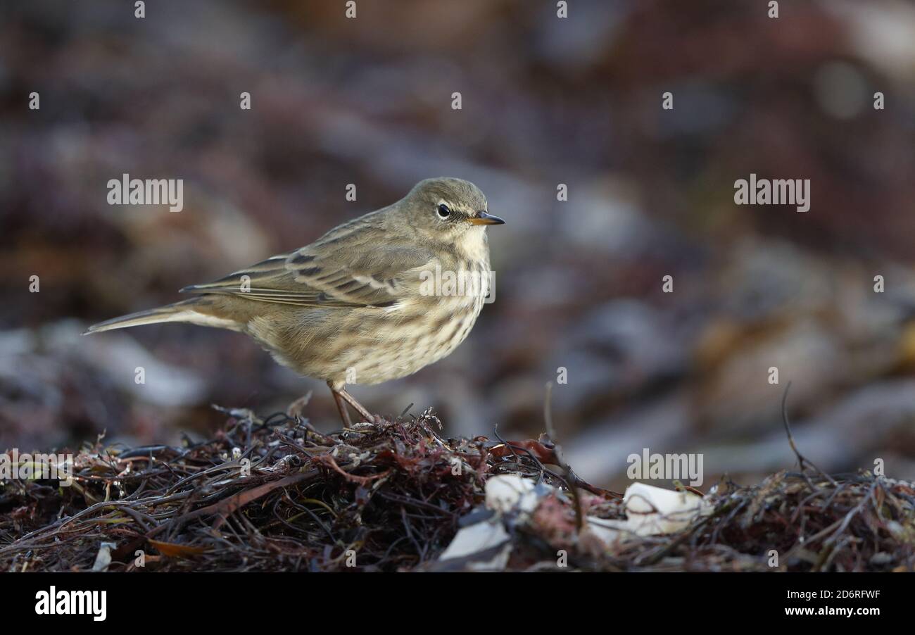 Skandinavische Hebriden-Steingrube (Anthus petrosus littoralis, Anthus littoralis), am Ufer, Dänemark Stockfoto