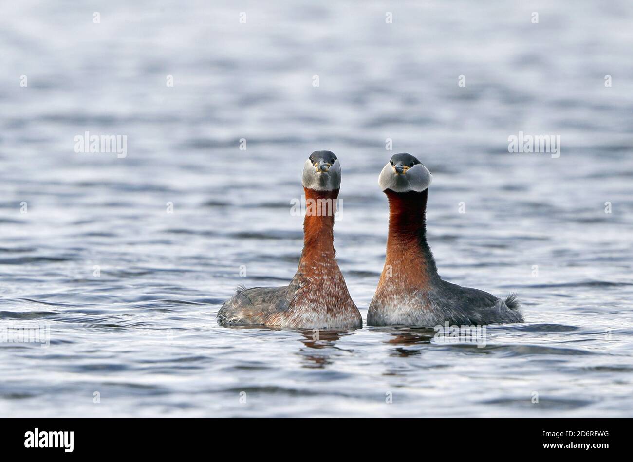 Rothalstaucher (Podiceps grisegena), Courtship von zwei erwachsenen Rothalstaucher auf einem See, Paar auf dem Wasser, Dänemark Stockfoto