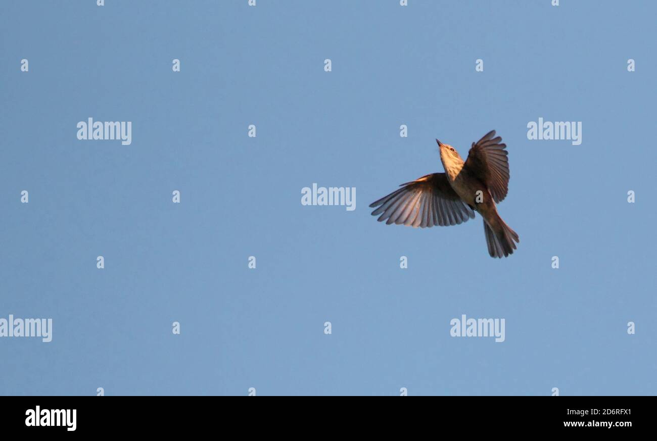 Gefleckter Fliegenfänger (Muscicapa striata), schwebend in der Luft, Insekten jagen, Dänemark Stockfoto